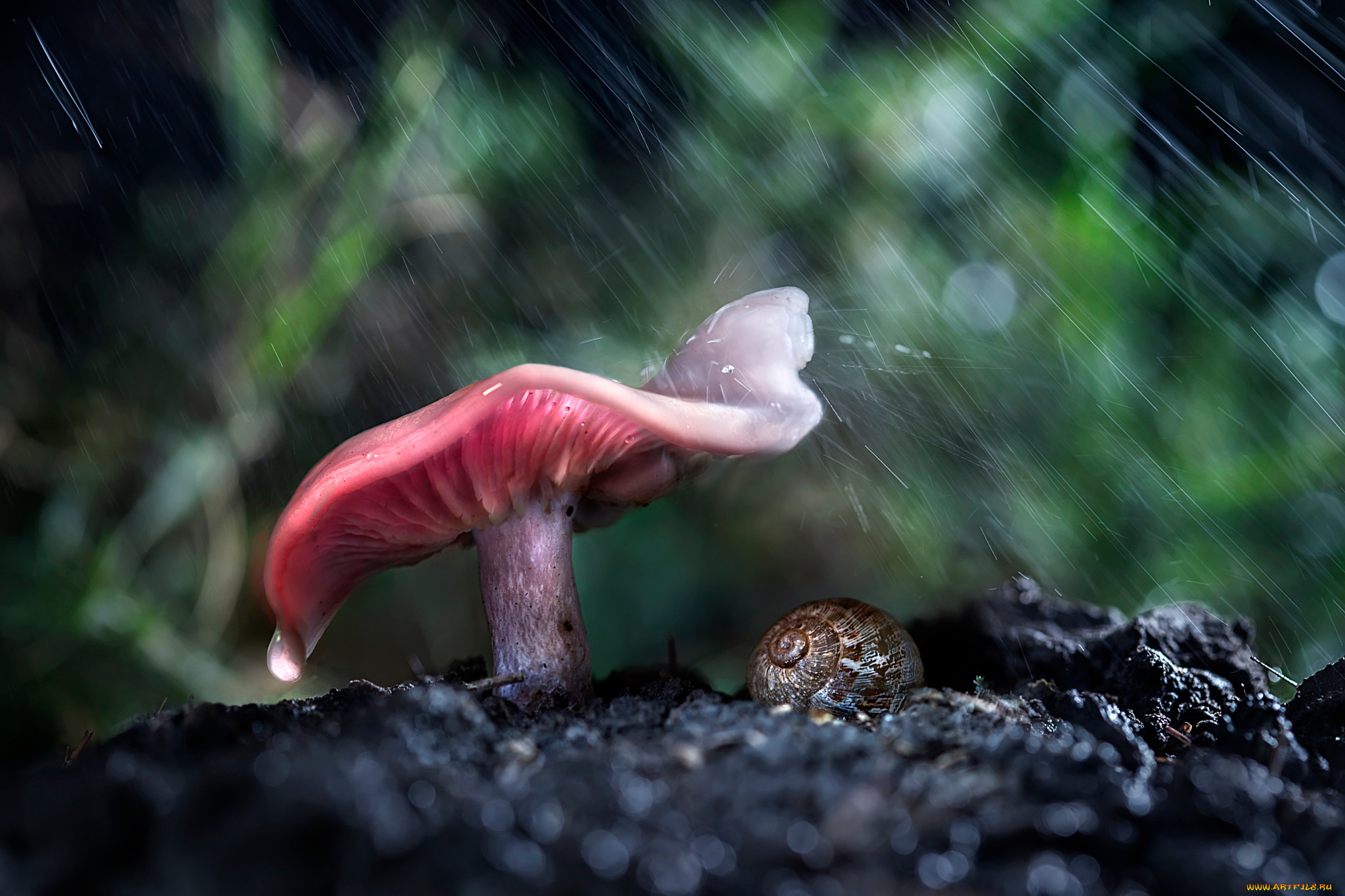 природа, грибы, боке, макро, дождь, гриб, лес