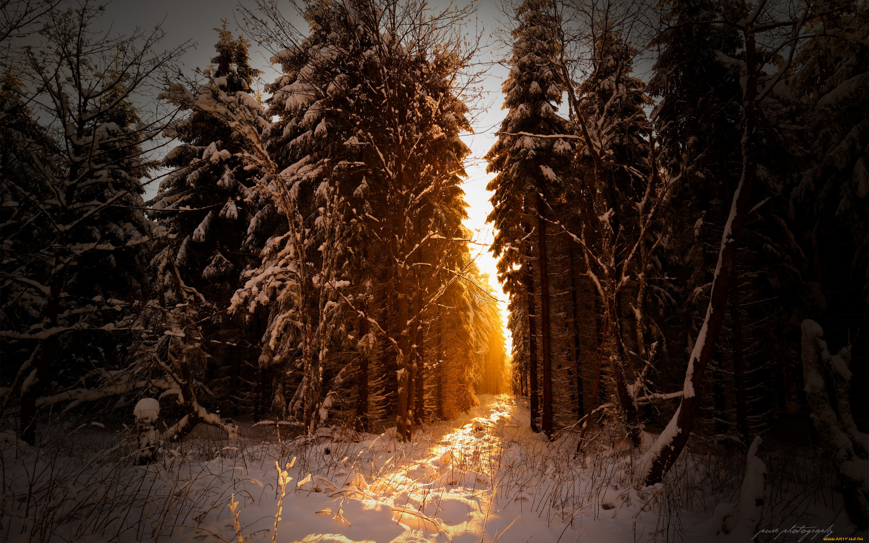 природа, зима, снег, свет, лучи, солнце, лес, февраль, германия