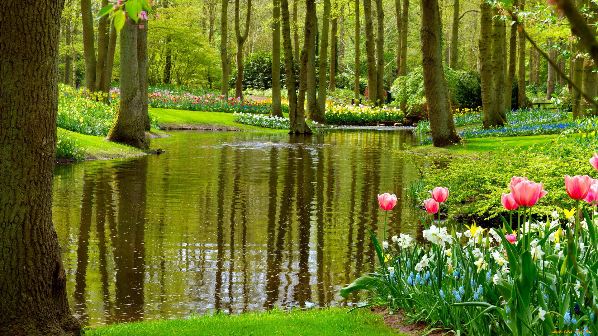 природа, парк, пруд, весна, цветы