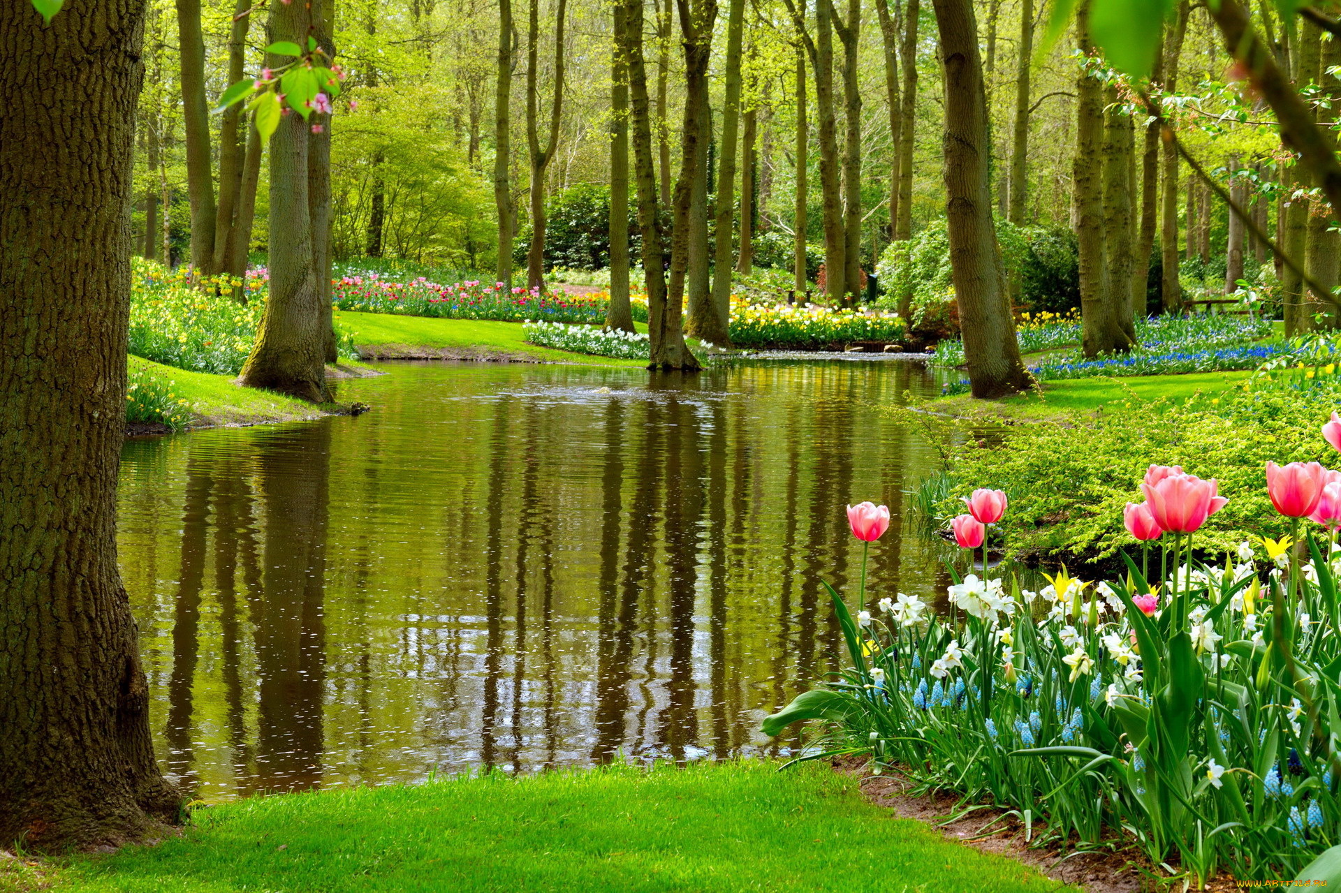 природа, парк, пруд, весна, цветы