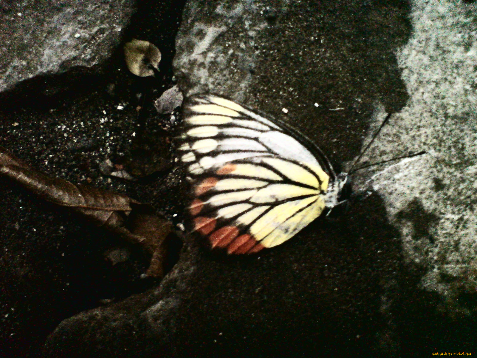 животные, бабочки