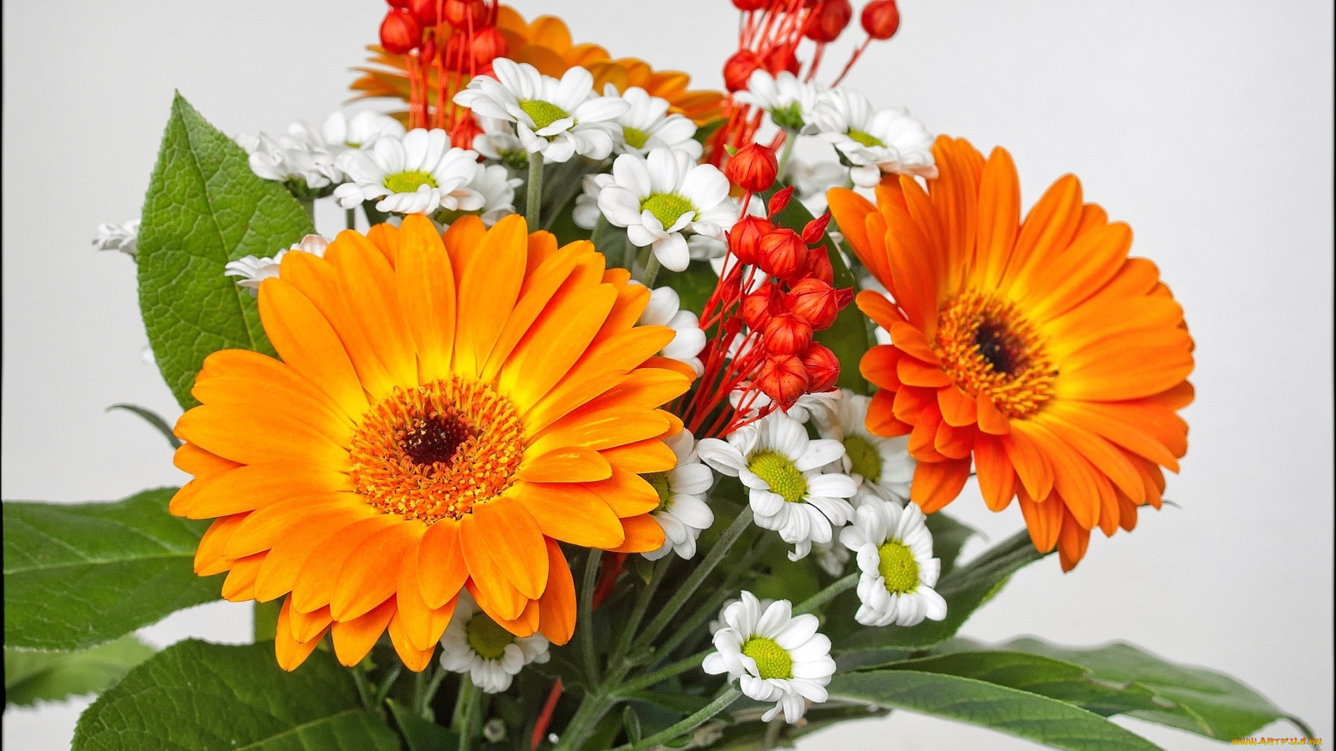 цветы, букеты, композиции, герберы, оранжевый, хризантемы