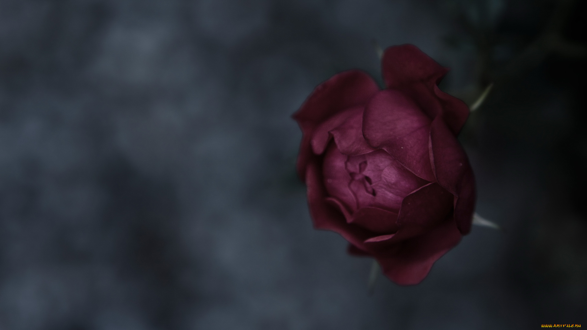 цветы, розы, цветок, тёмный