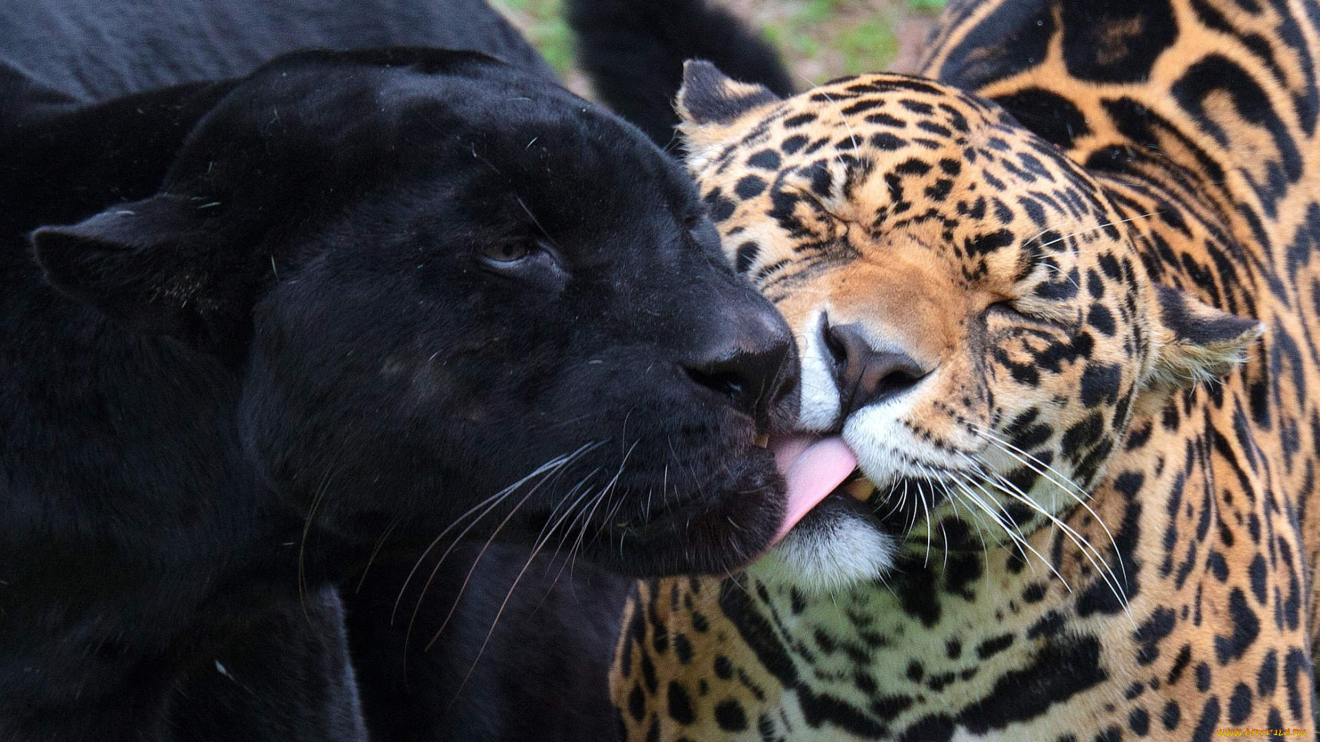 животные, Ягуары, пантера, леопард, чувства, ягуар, черный
