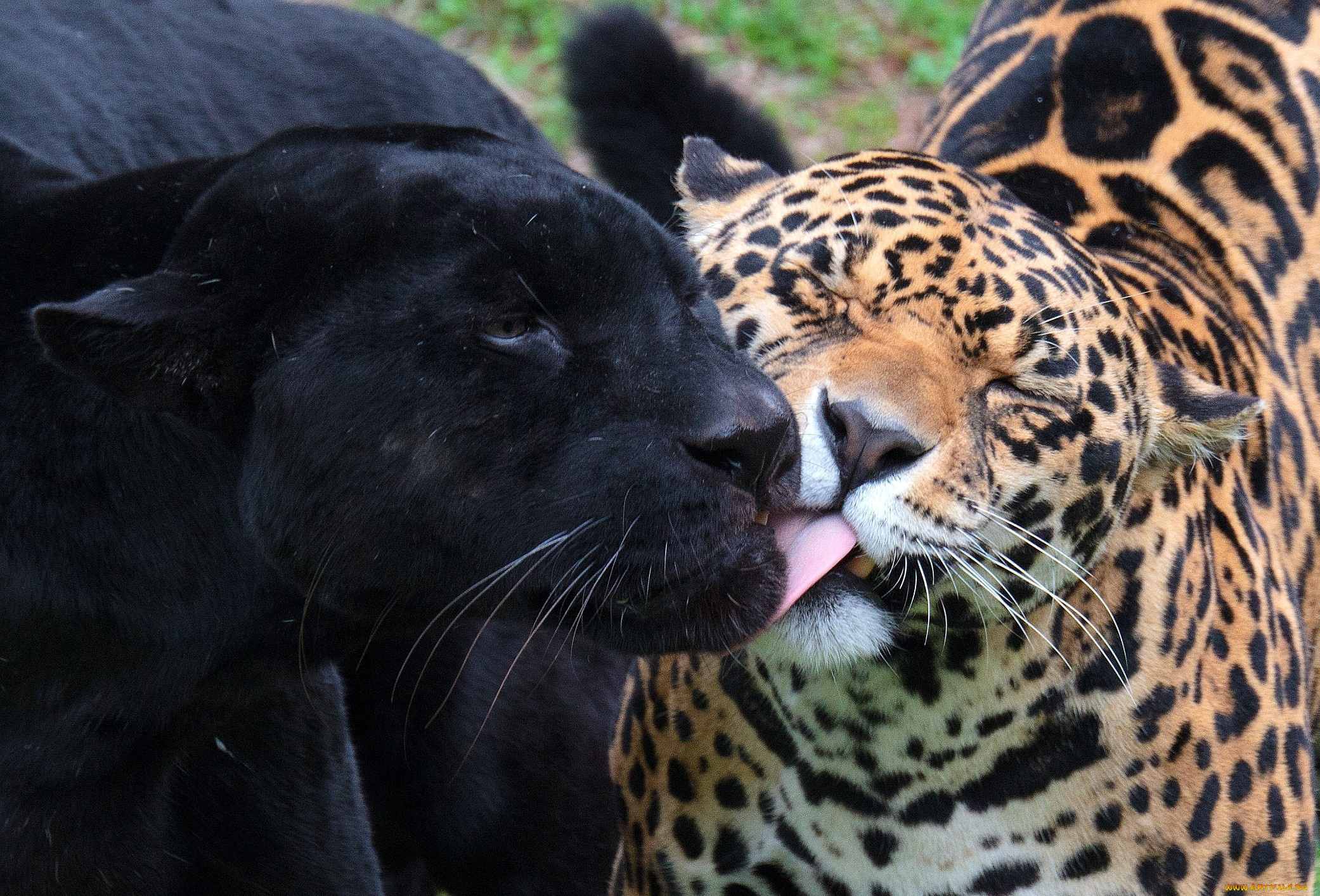животные, Ягуары, пантера, леопард, чувства, ягуар, черный