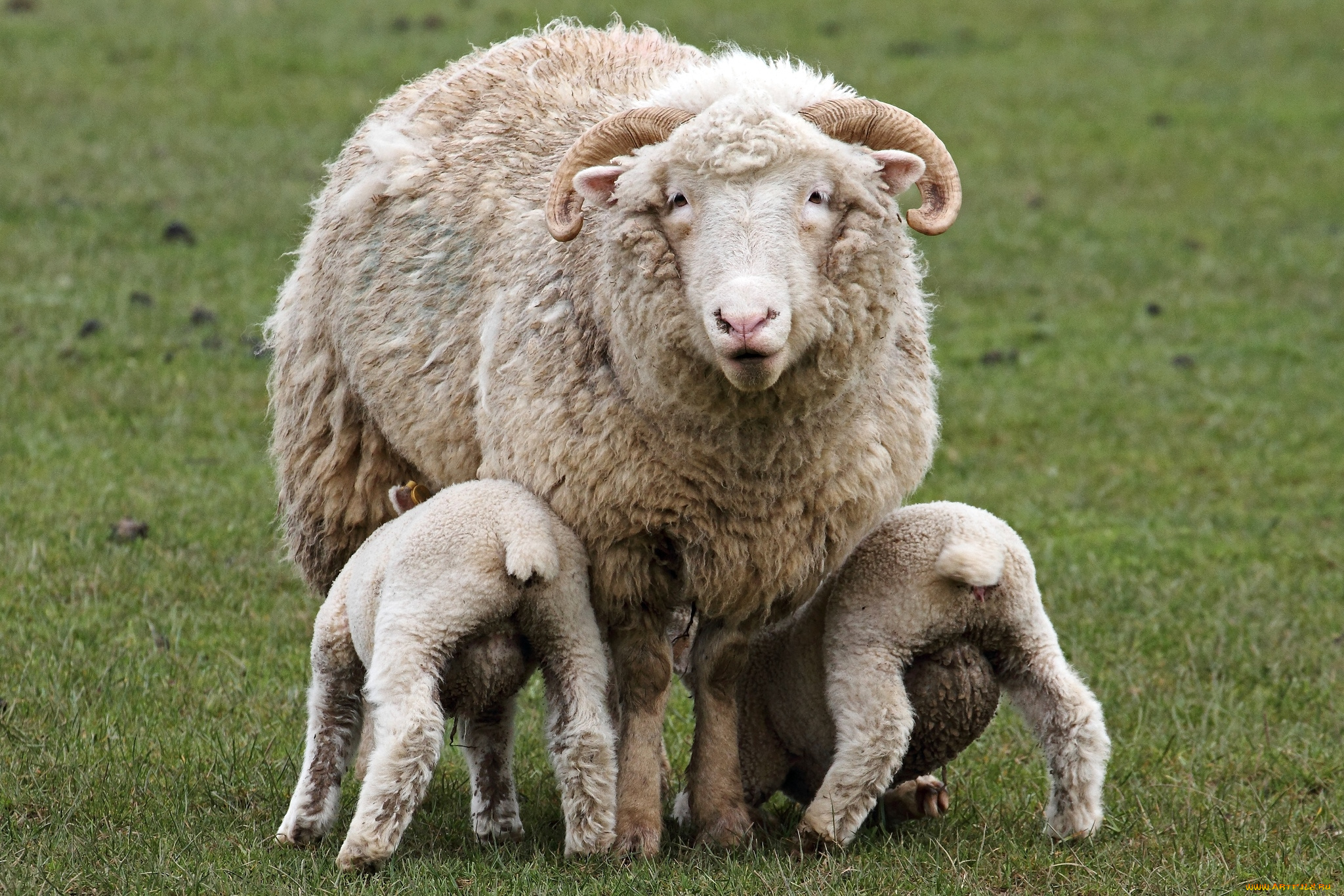 животные, овцы, бараны, мама, кормежка