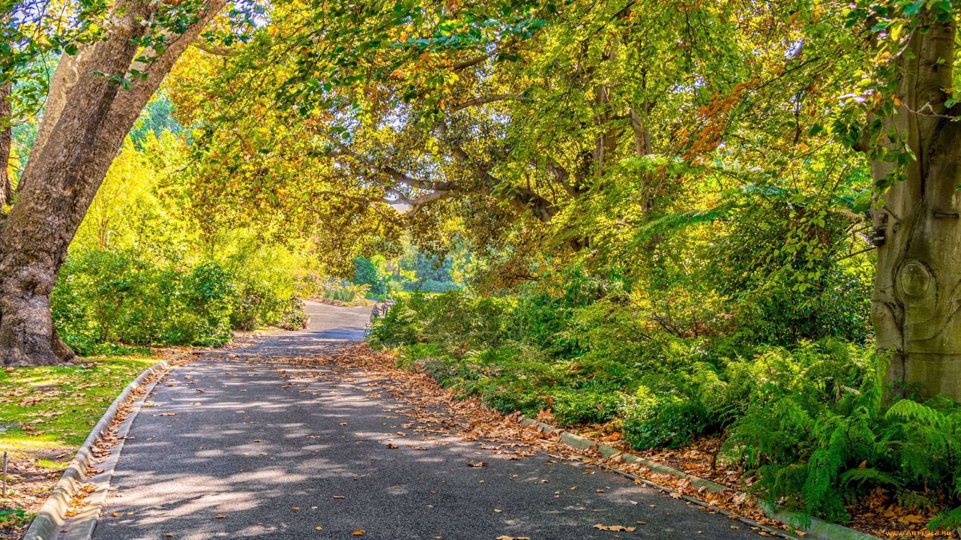 природа, дороги, осень, солнце, parks, trees, autumn, roads, деревья, дорога, melbourne, парк, мельбурн, foliage