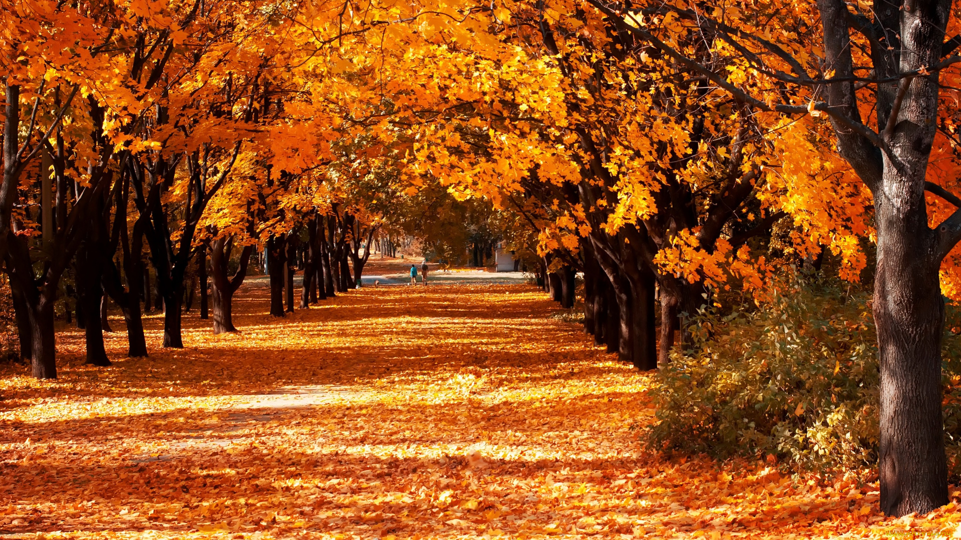 природа, парк, солнечно, желтые, листья, аллея, осень, деревья