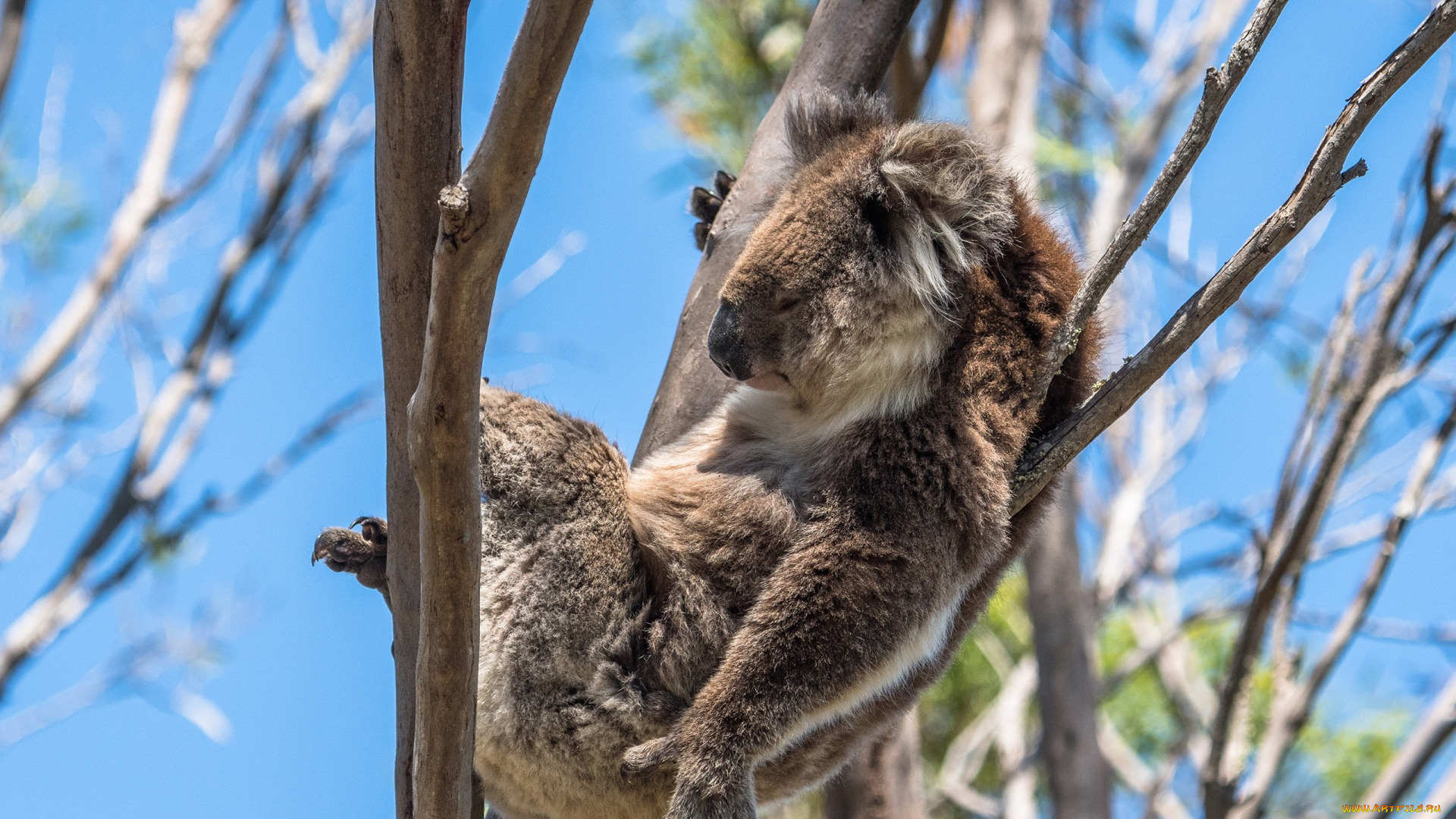 животные, коалы, спит, коала, боке, солнце, ветки, лежит, на, дереве