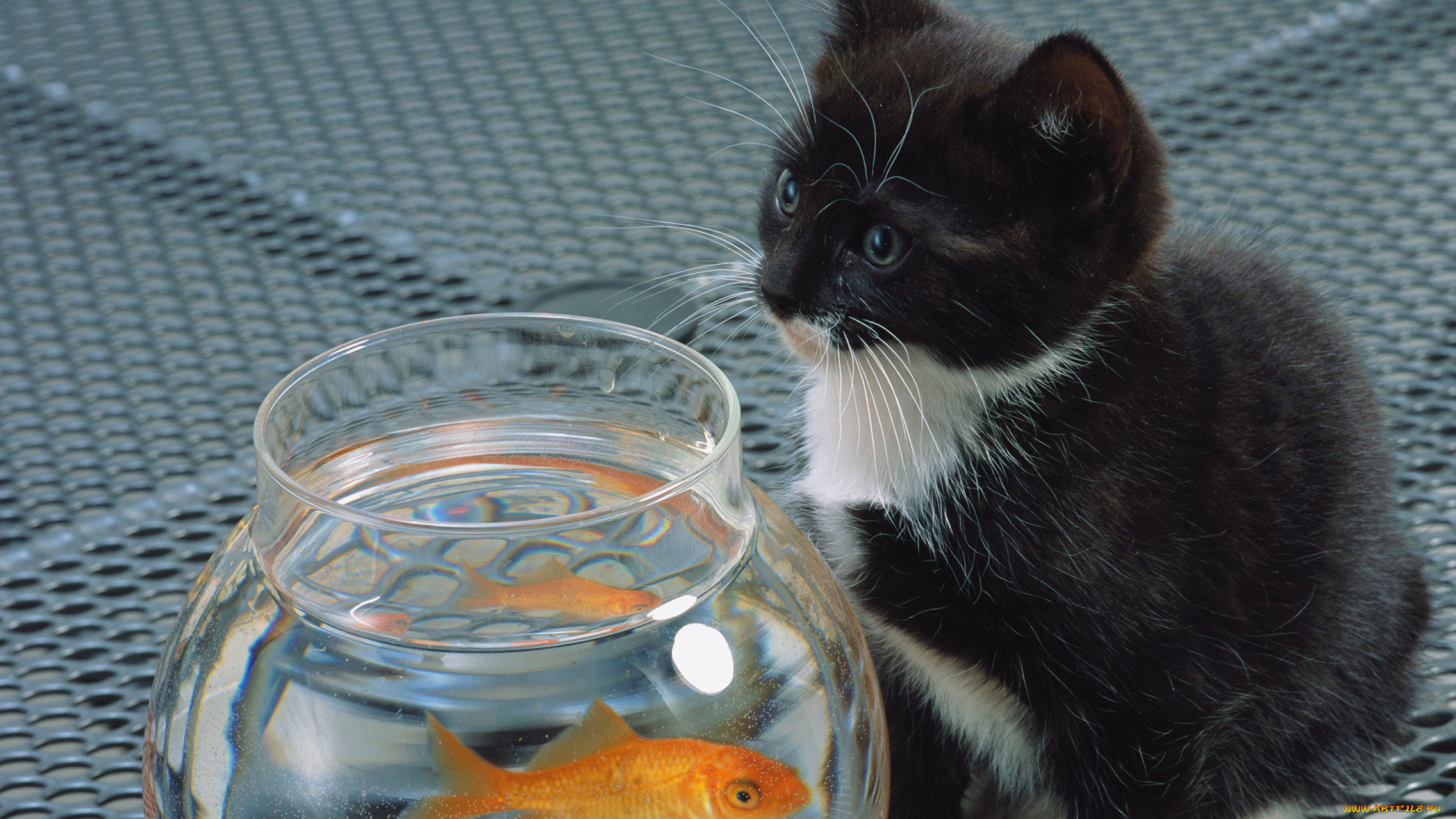 животные, разные, вместе, котенок, белый, кот, аквариум, кошка, cat, рыба, черный