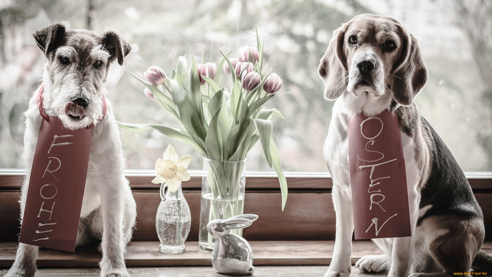 животные, собаки, цветы, окно, бигль, ваза, фигурка, тюльпаны