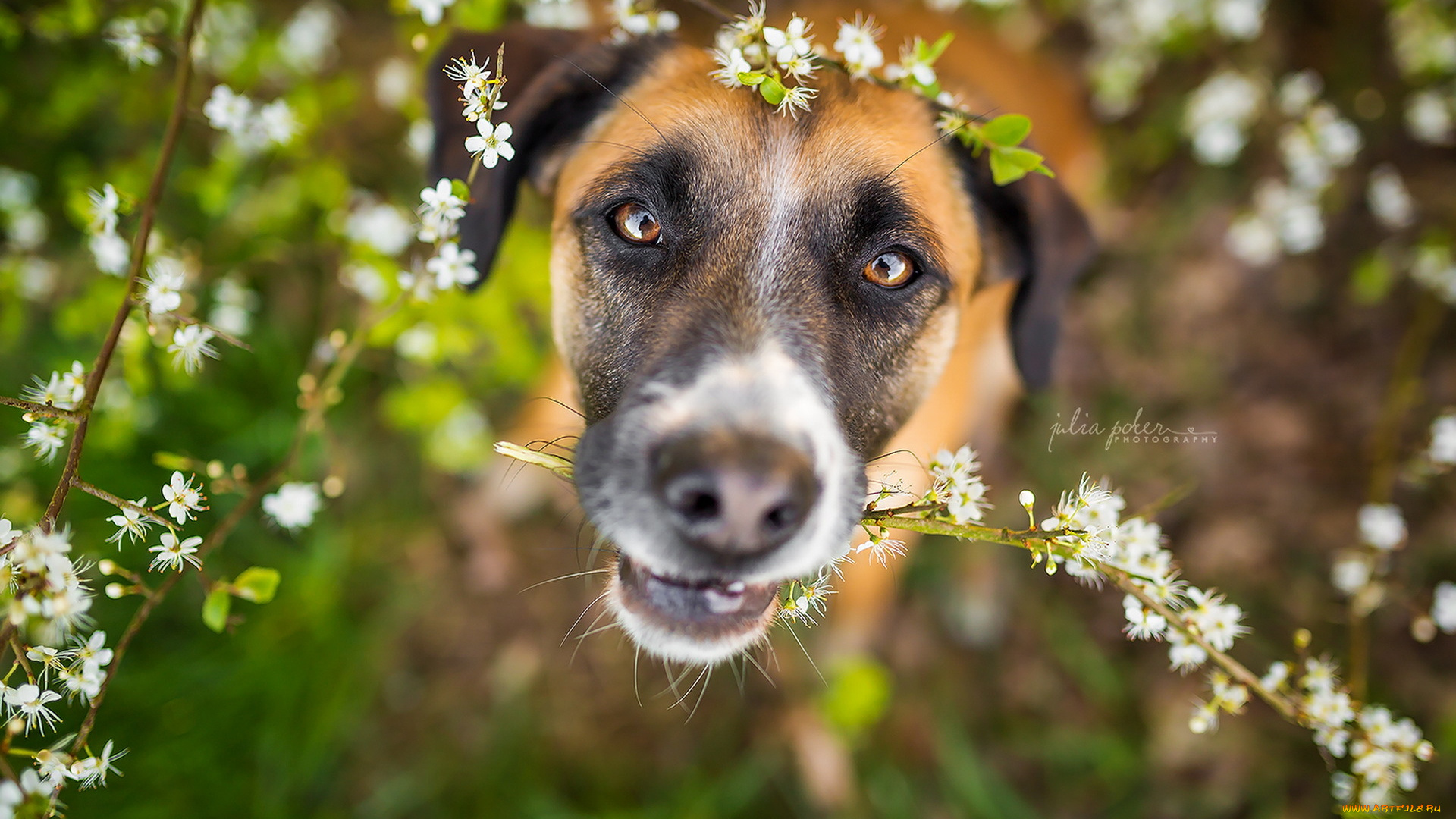 Собаки весной картинки. Собака весной. Красивые собаки. Собака на природе.