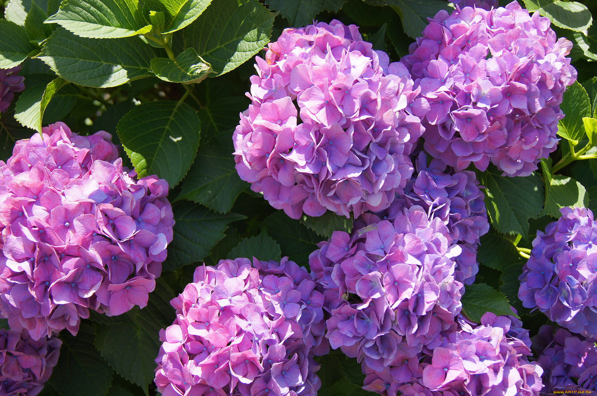 цветы, гортензия, голубая, цветки, лепестки, пышность, hydrangea, blue, flowers, petals, splendor