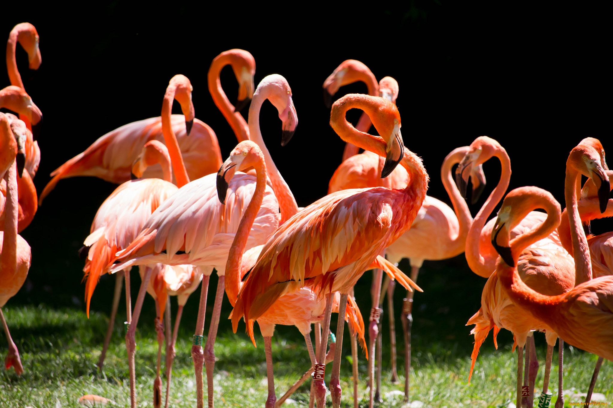 животные, фламинго, перья, окрас, птица
