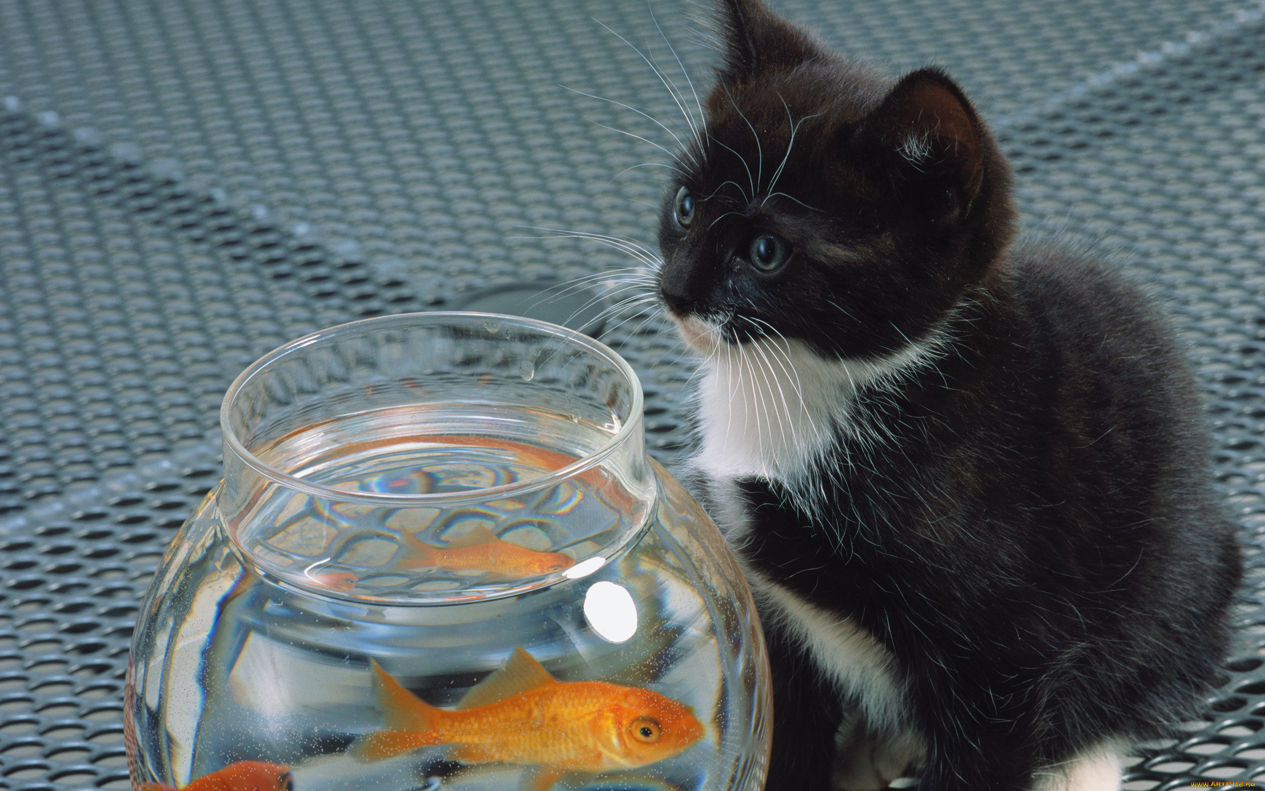 животные, разные, вместе, котенок, белый, кот, аквариум, кошка, cat, рыба, черный