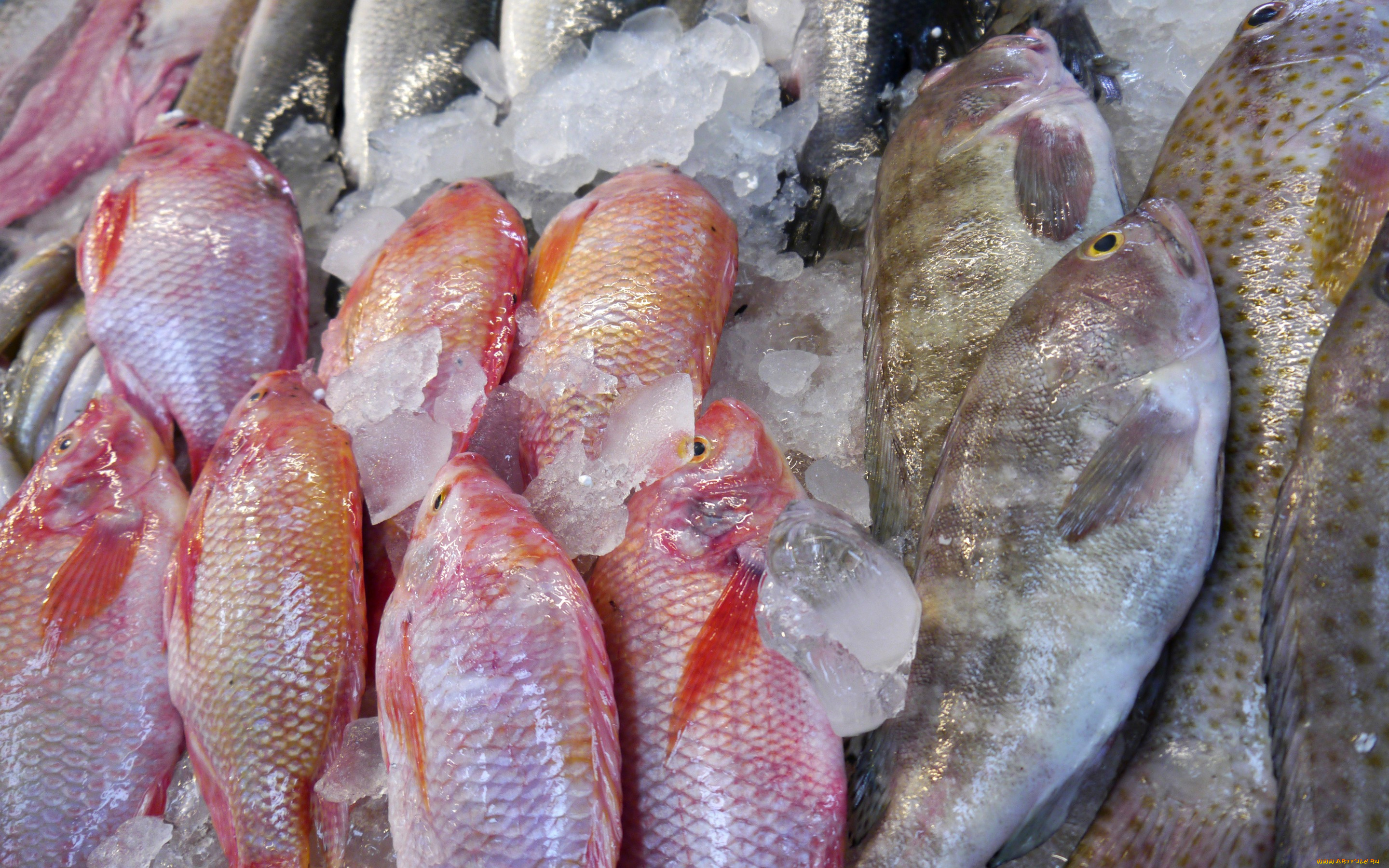 еда, рыба, , морепродукты, , суши, , роллы, fish, ice, seafood