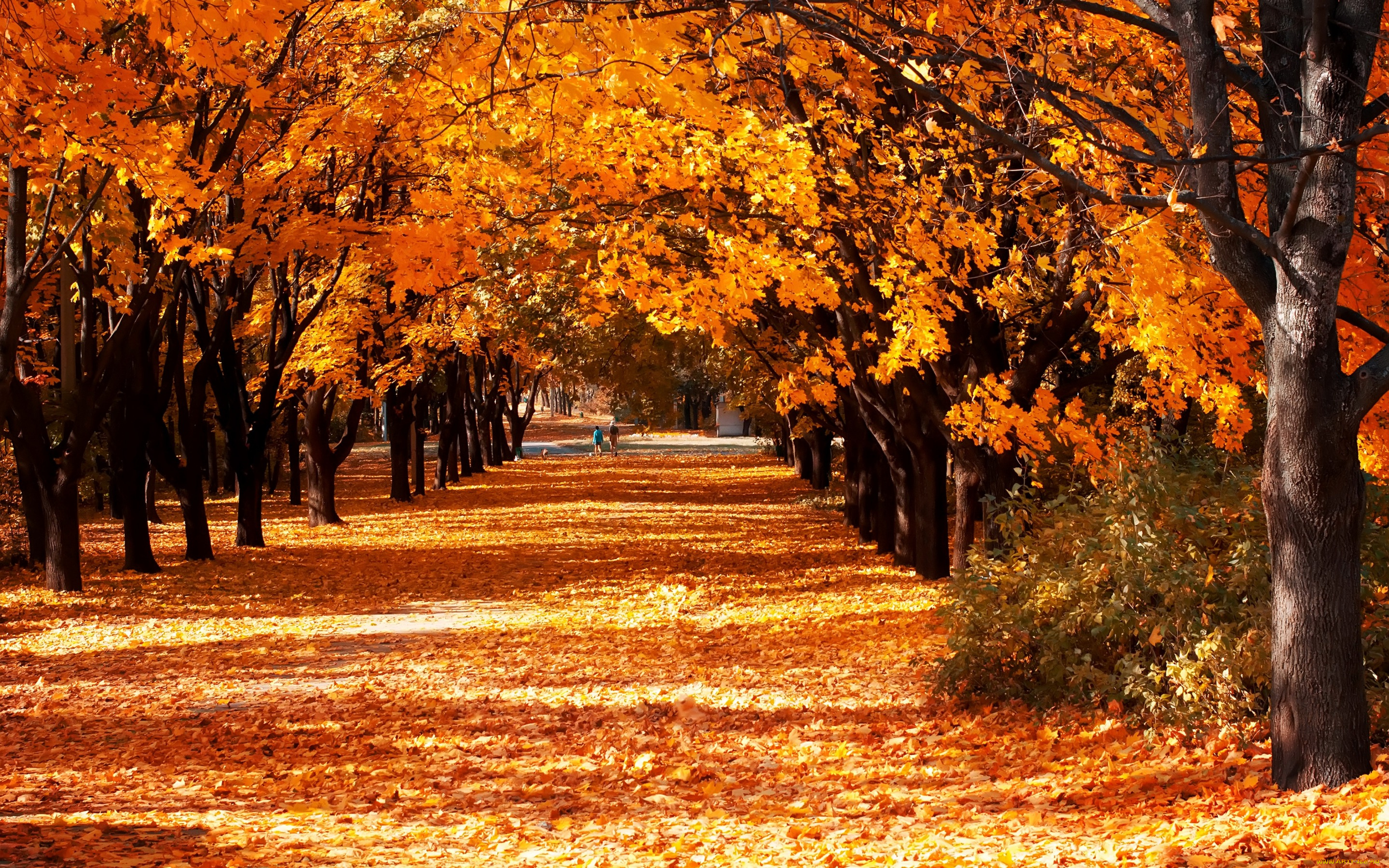 природа, парк, солнечно, желтые, листья, аллея, осень, деревья