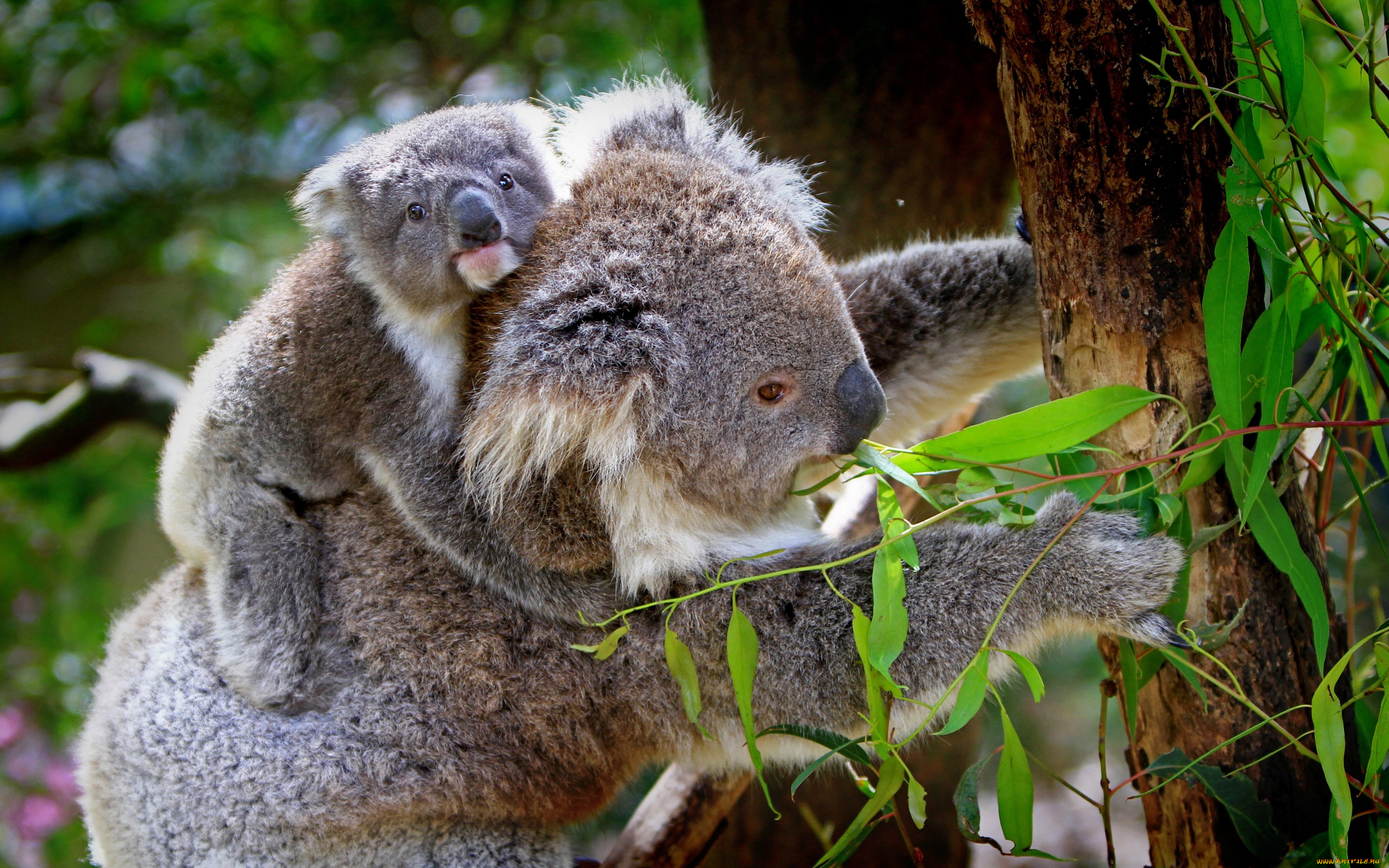 животные, коалы, листья, ветки, деревья, коала, природа, детёныш