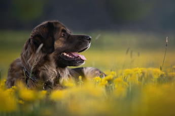 Картинка животные собаки цветы собака природа одуванчики животное профиль пёс