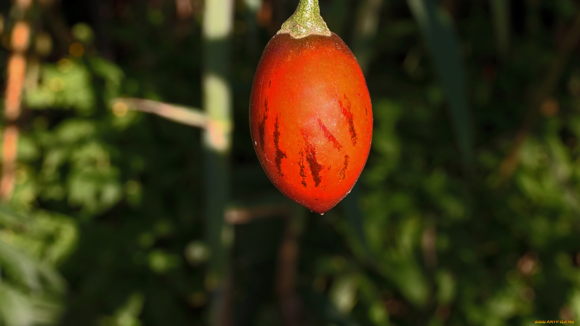 tree, tomato, fruit, природа, плоды, tree, tomato, fruit