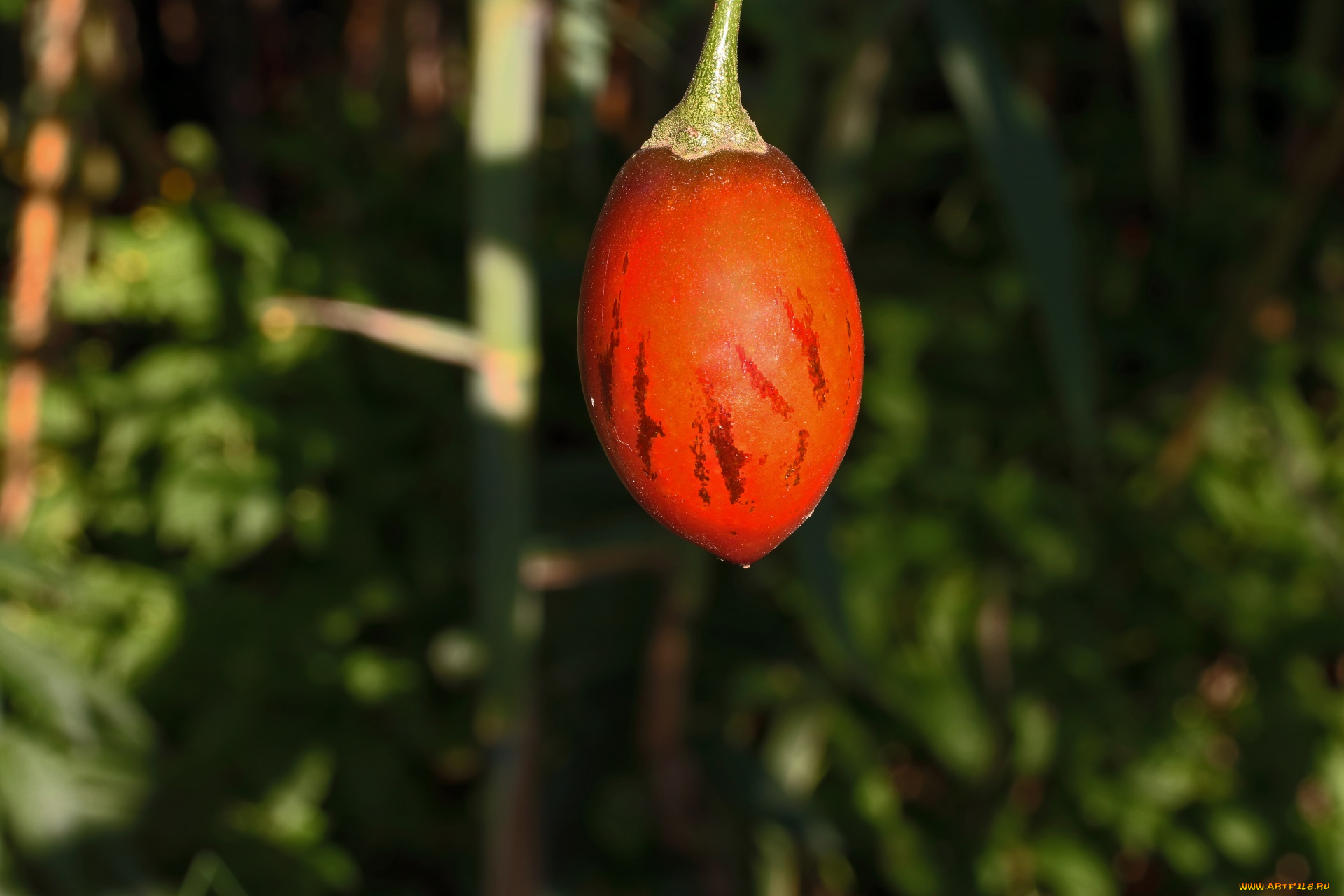 tree, tomato, fruit, природа, плоды, tree, tomato, fruit