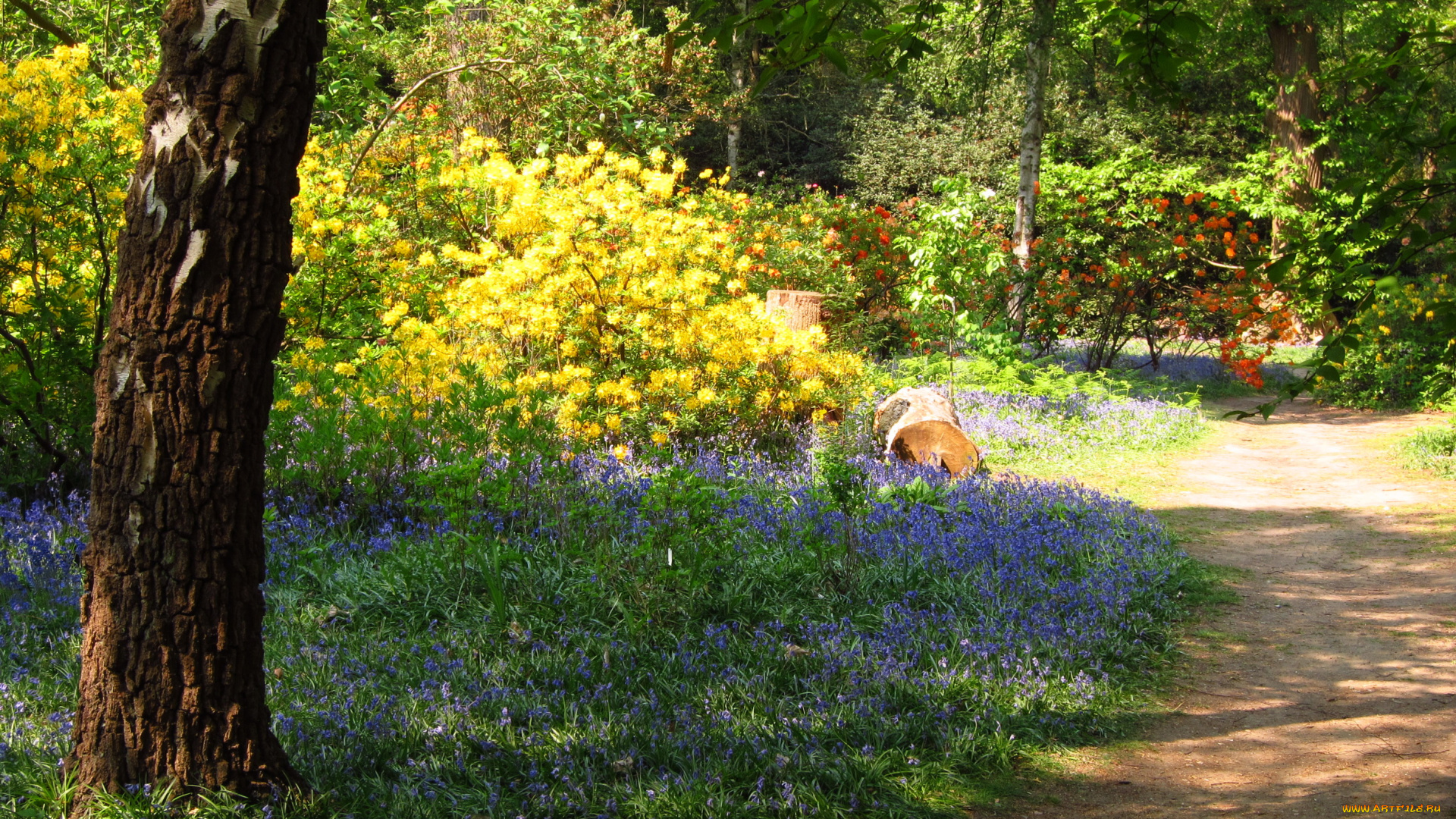 azalea, garden, richmond, england, природа, парк, азалии