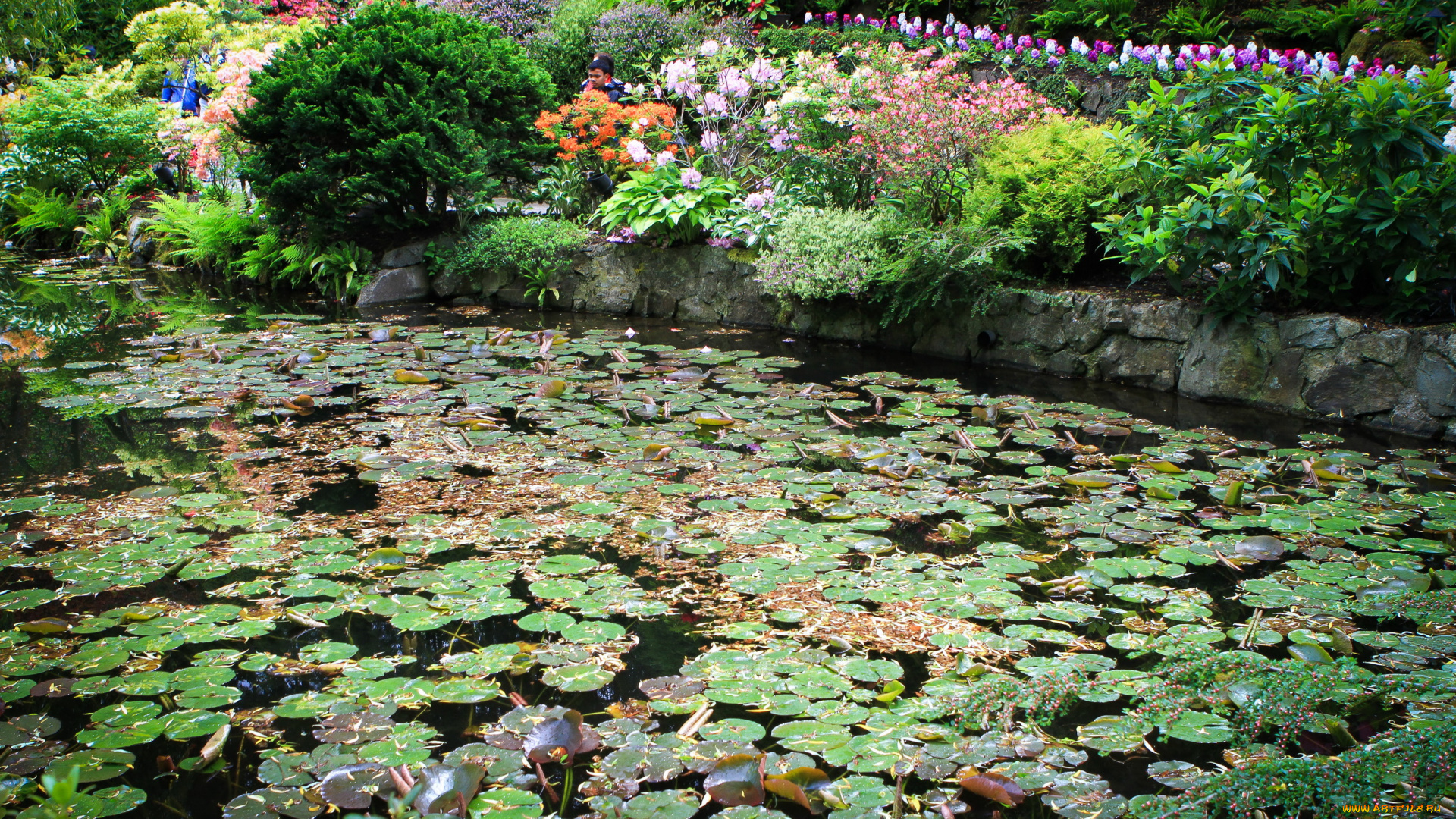 butchart, gardens, canada, природа, парк, водоем, цветы, кусты