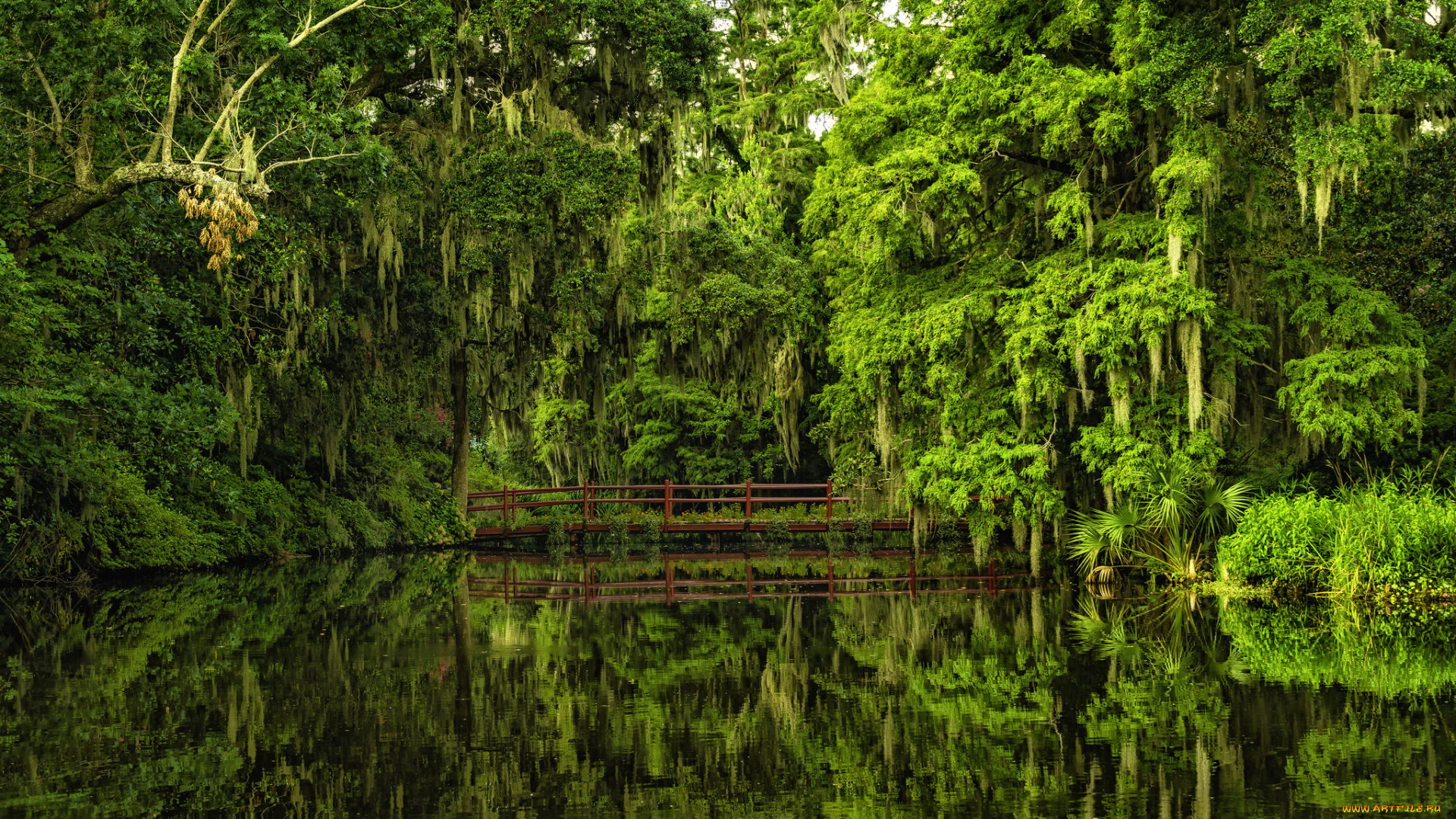 magnolia, plantation, gardens, charleston, south, carolina, природа, парк, мост, южная, каролина, Чарлстон, сады, магнолий, отражение