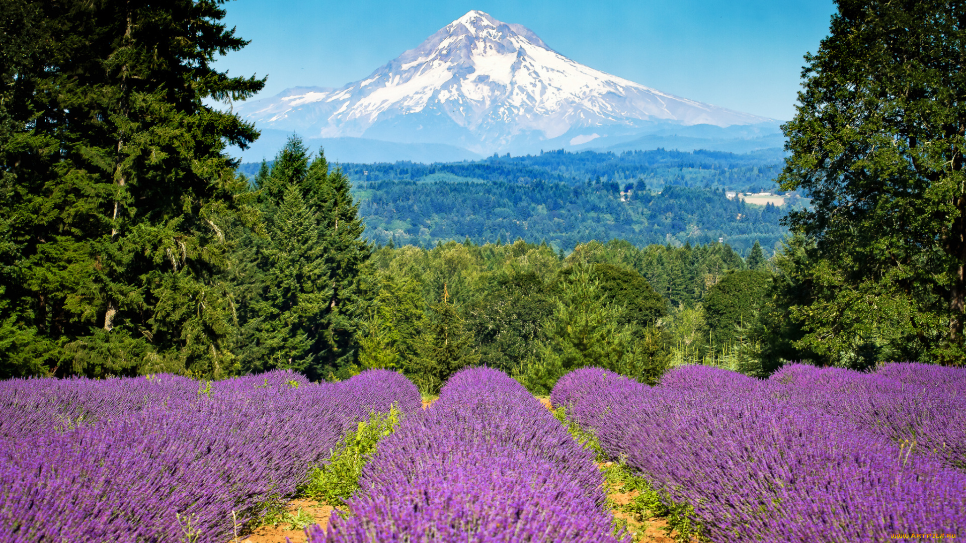 portland, oregon, природа, поля, пейзаж, портленд, орегон, mount, hood, деревья, лаванда, гора