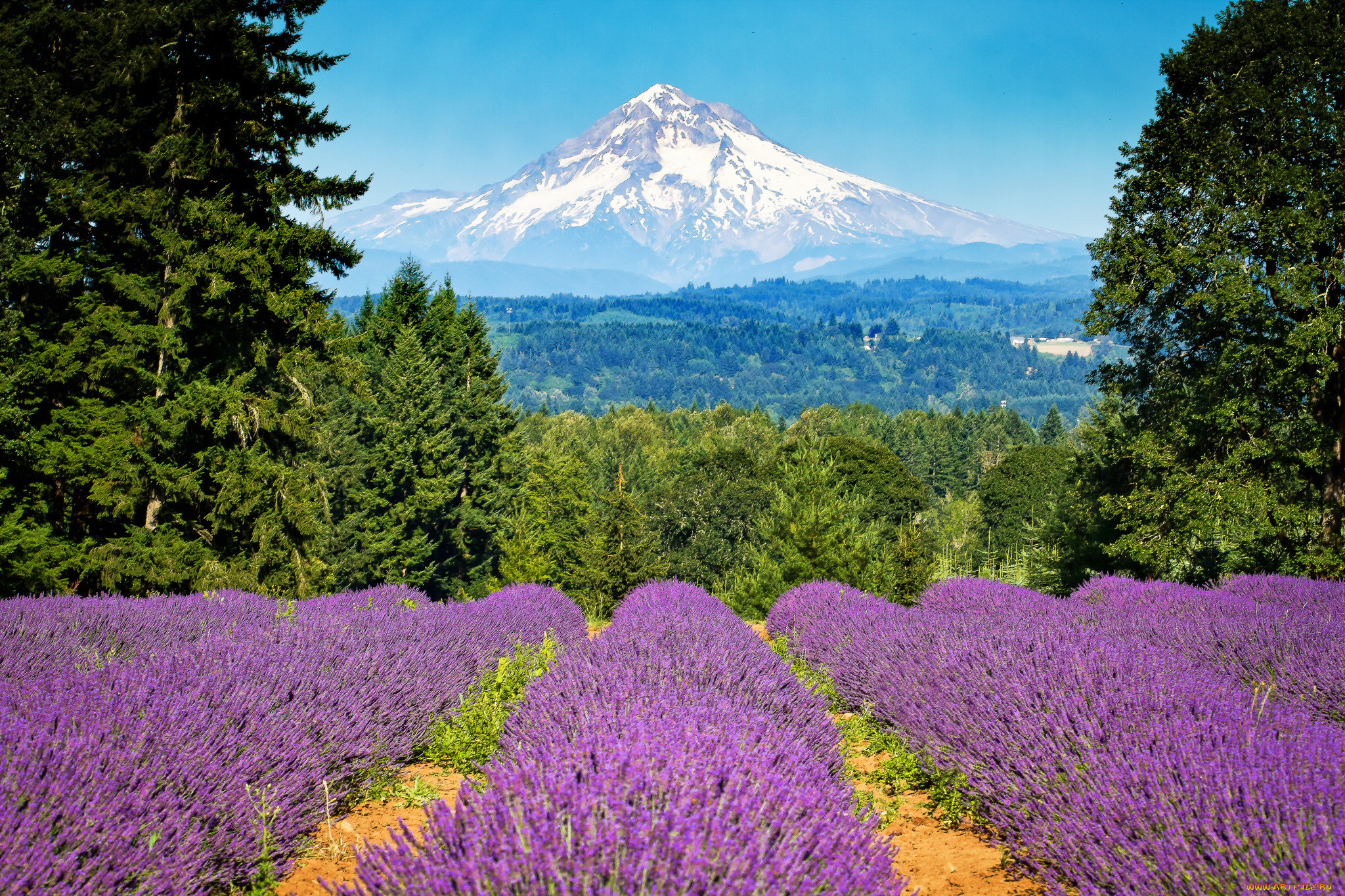 portland, oregon, природа, поля, пейзаж, портленд, орегон, mount, hood, деревья, лаванда, гора