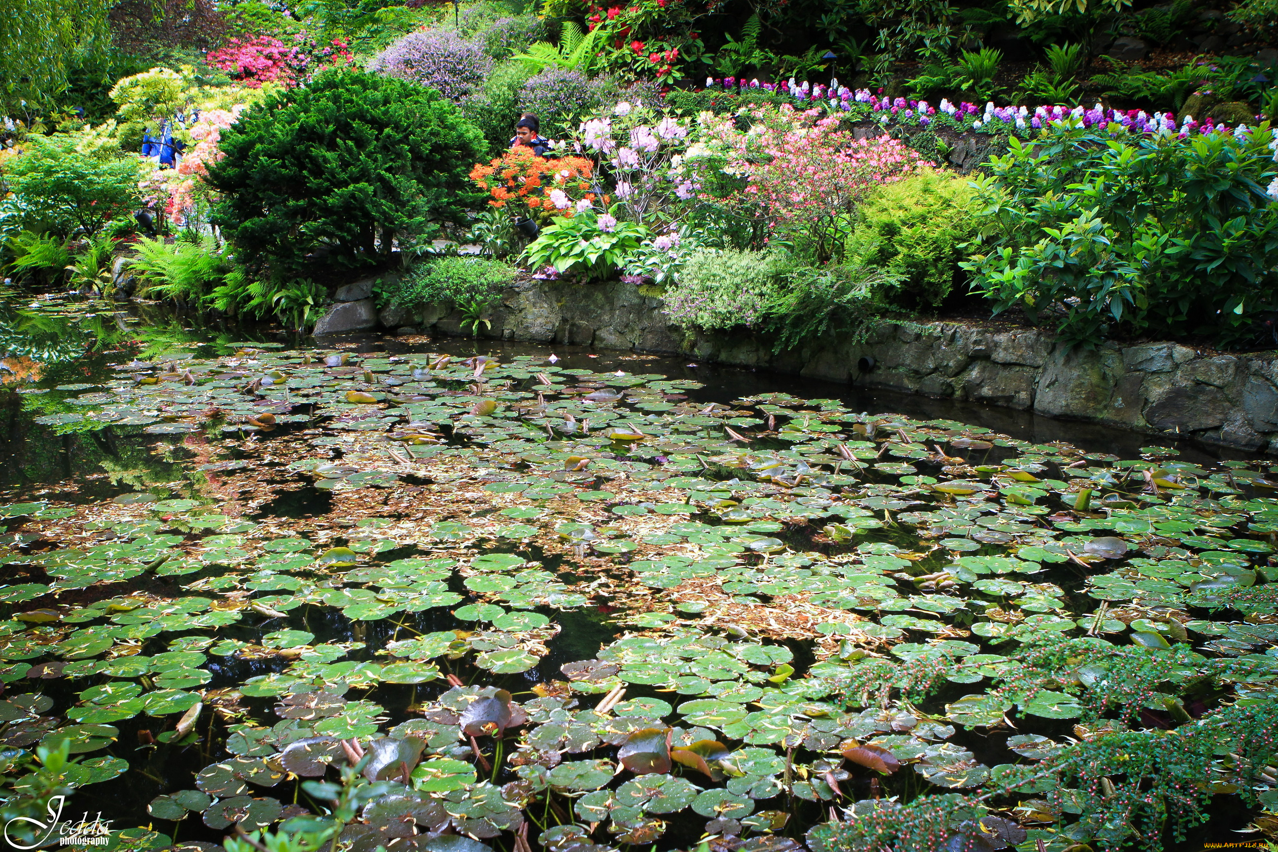 butchart, gardens, canada, природа, парк, водоем, цветы, кусты