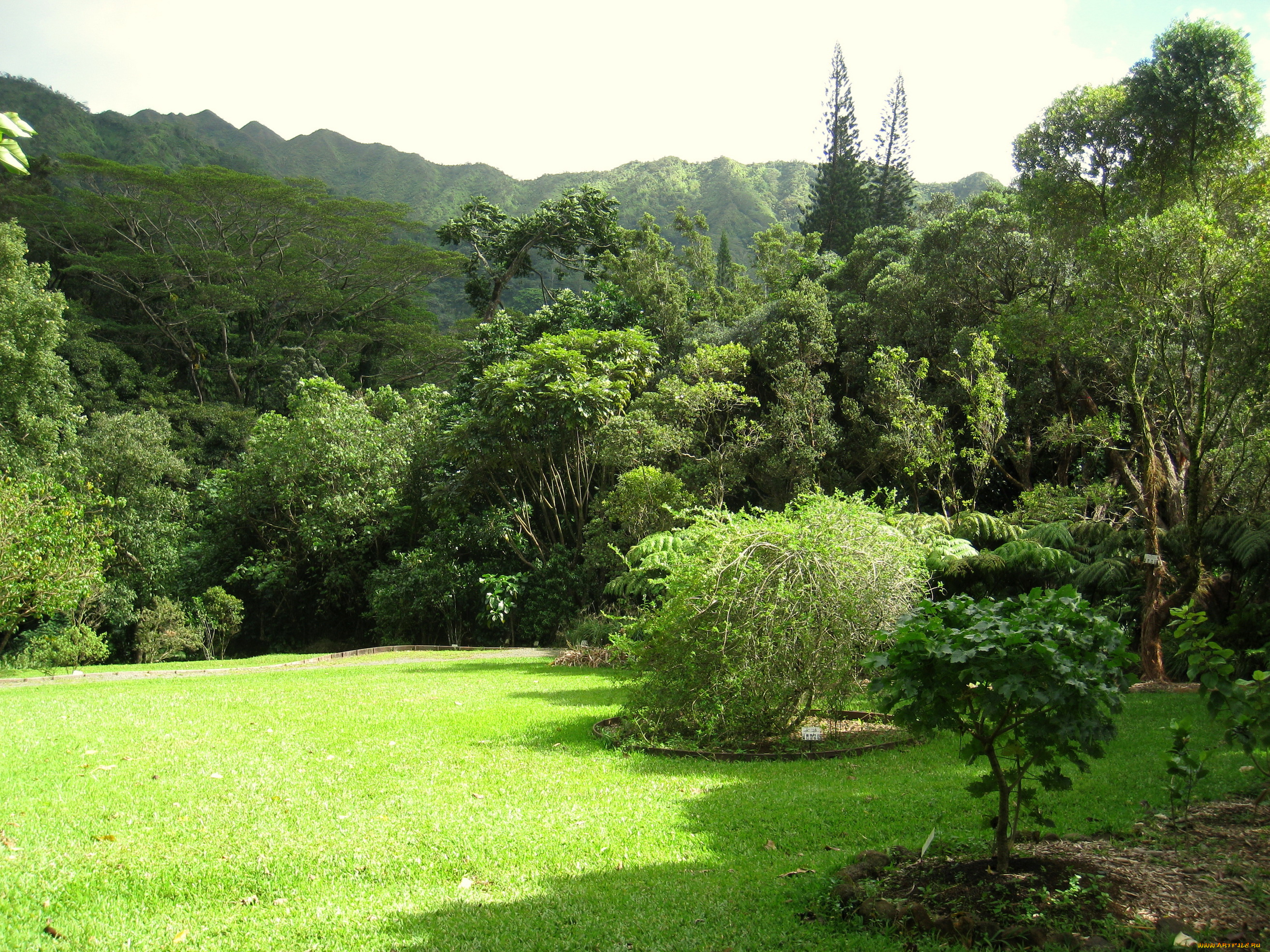 lyon, arboretum, oahu, hawaii, природа, парк, тропики, растения, трава