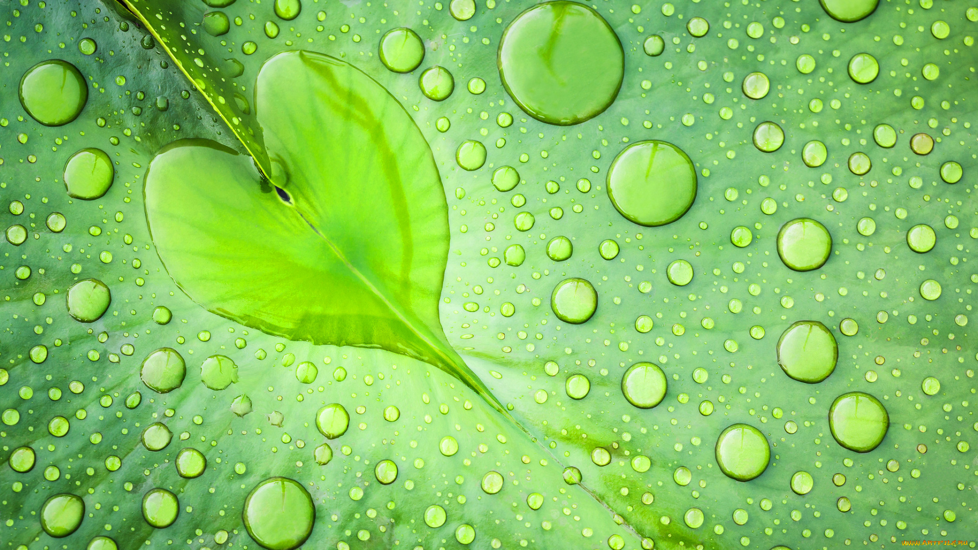 природа, макро, лист, зеленый, капли, вода