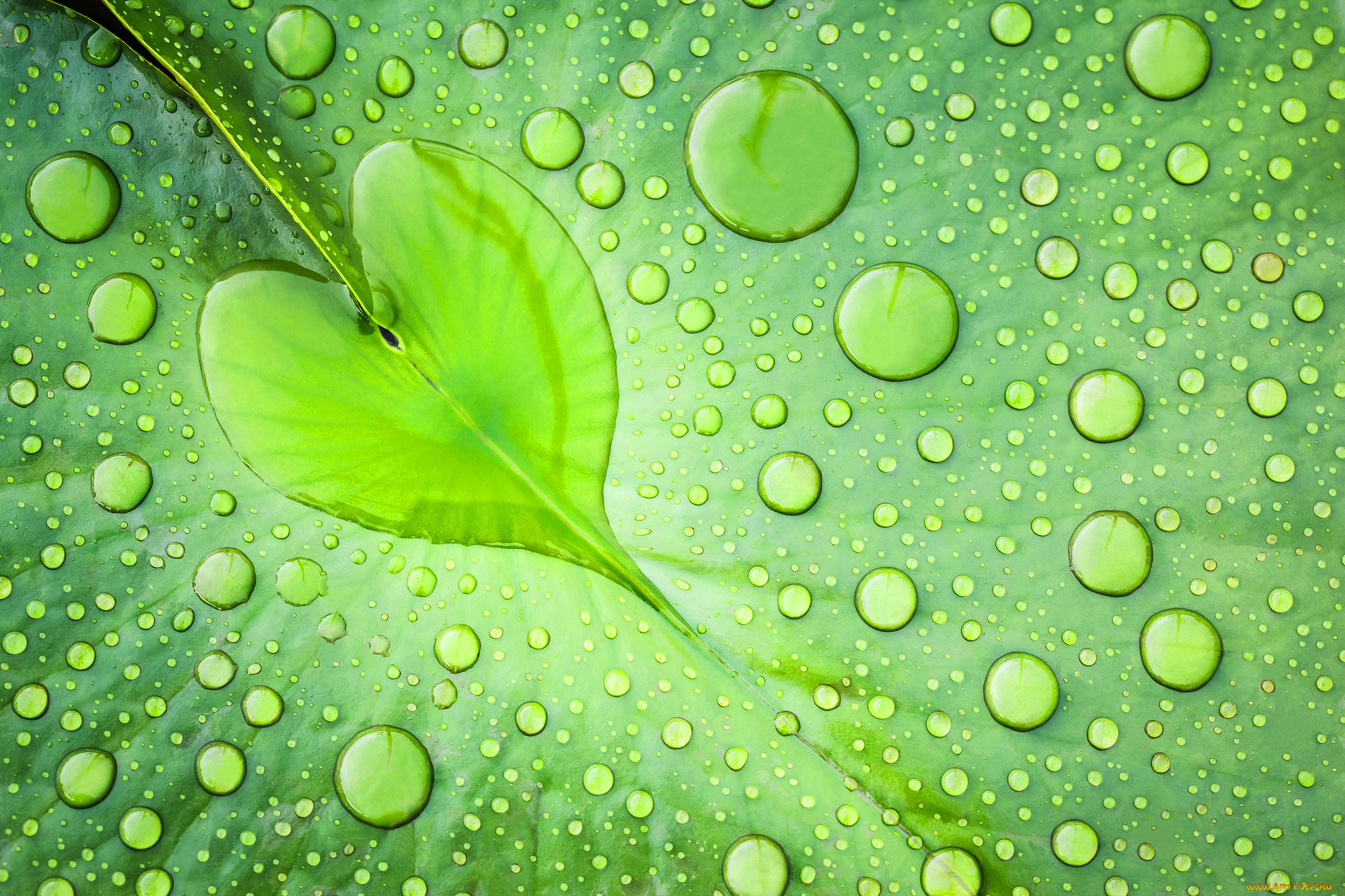 природа, макро, лист, зеленый, капли, вода