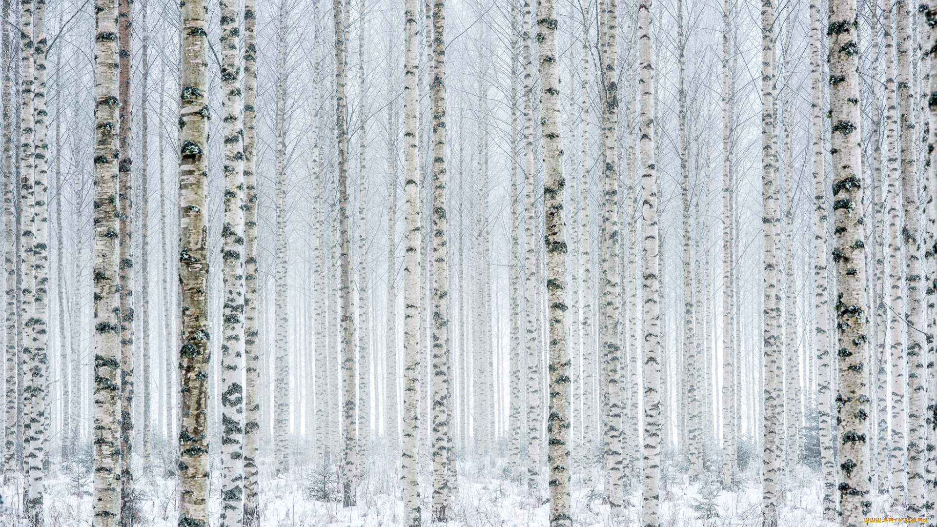 природа, лес, берёзы, снег, зима