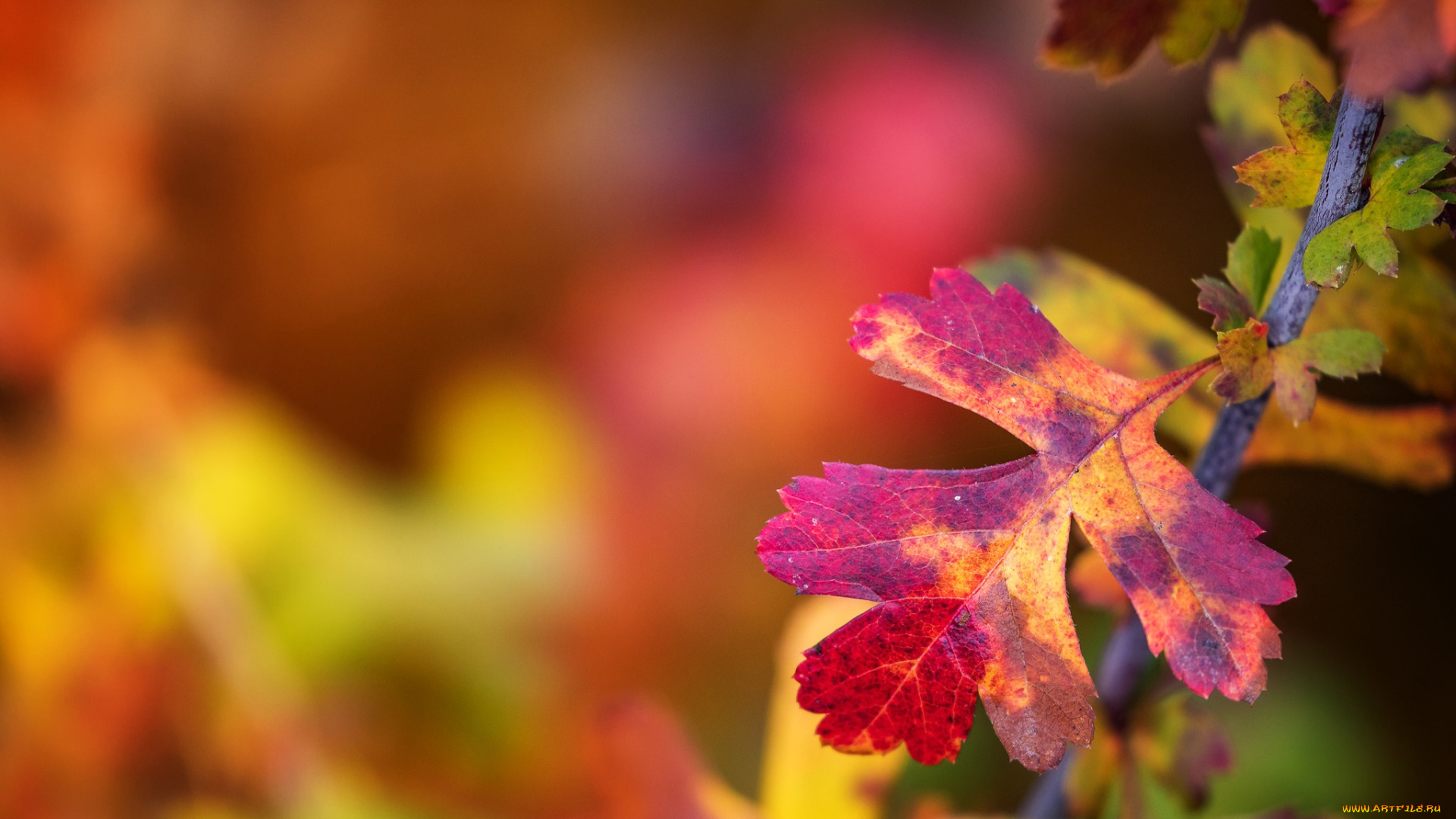 природа, листья, размытость, лист, осень, краски, макро, ветка