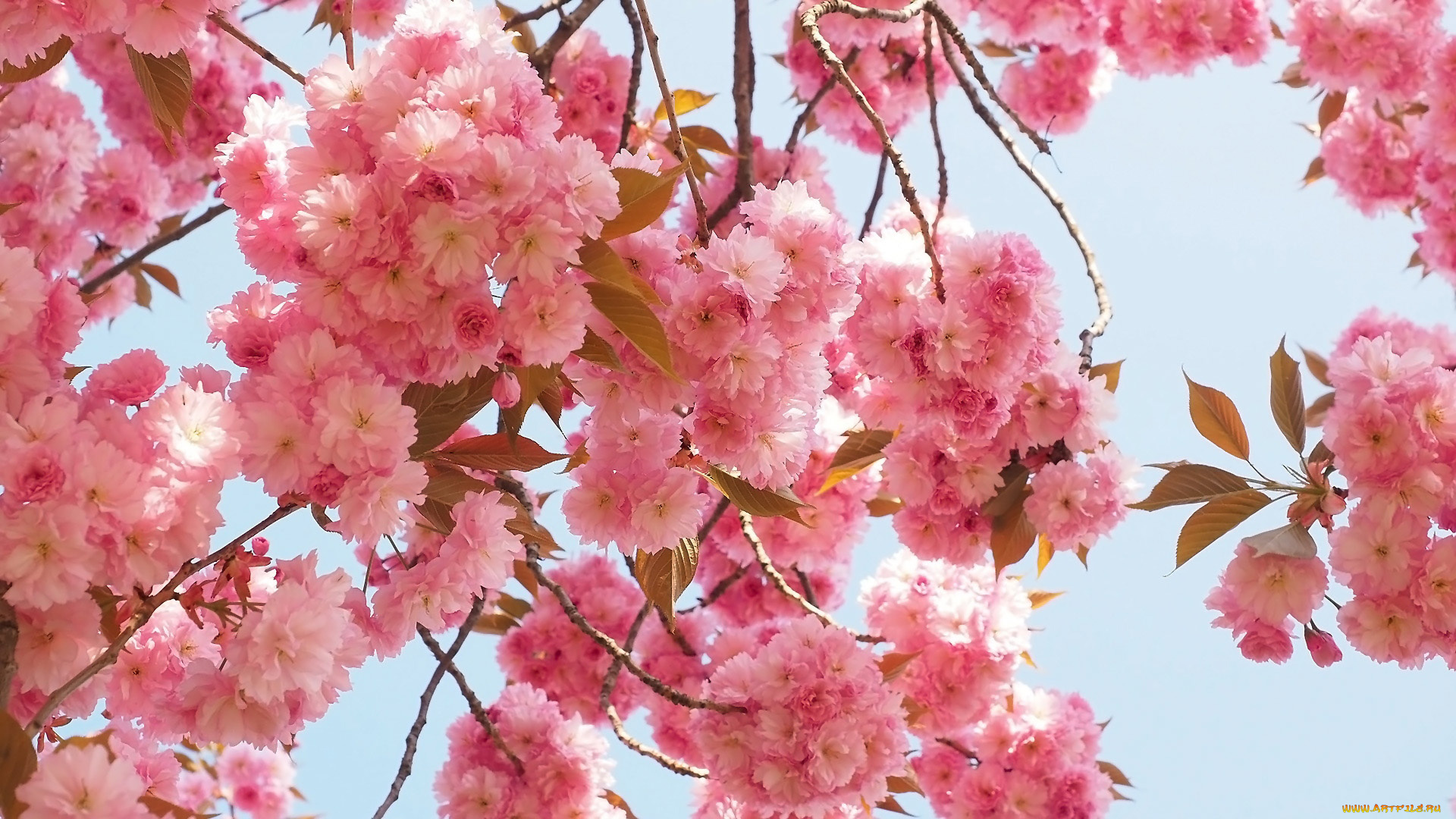 цветы, сакура, , вишня, розовая, весна