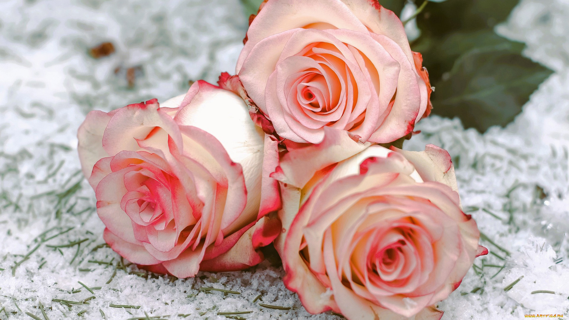цветы, розы, бело-розовые, бутоны, трио