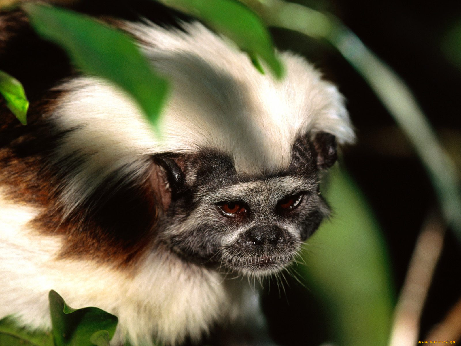 cotton, top, tamarin, животные, обезьяны