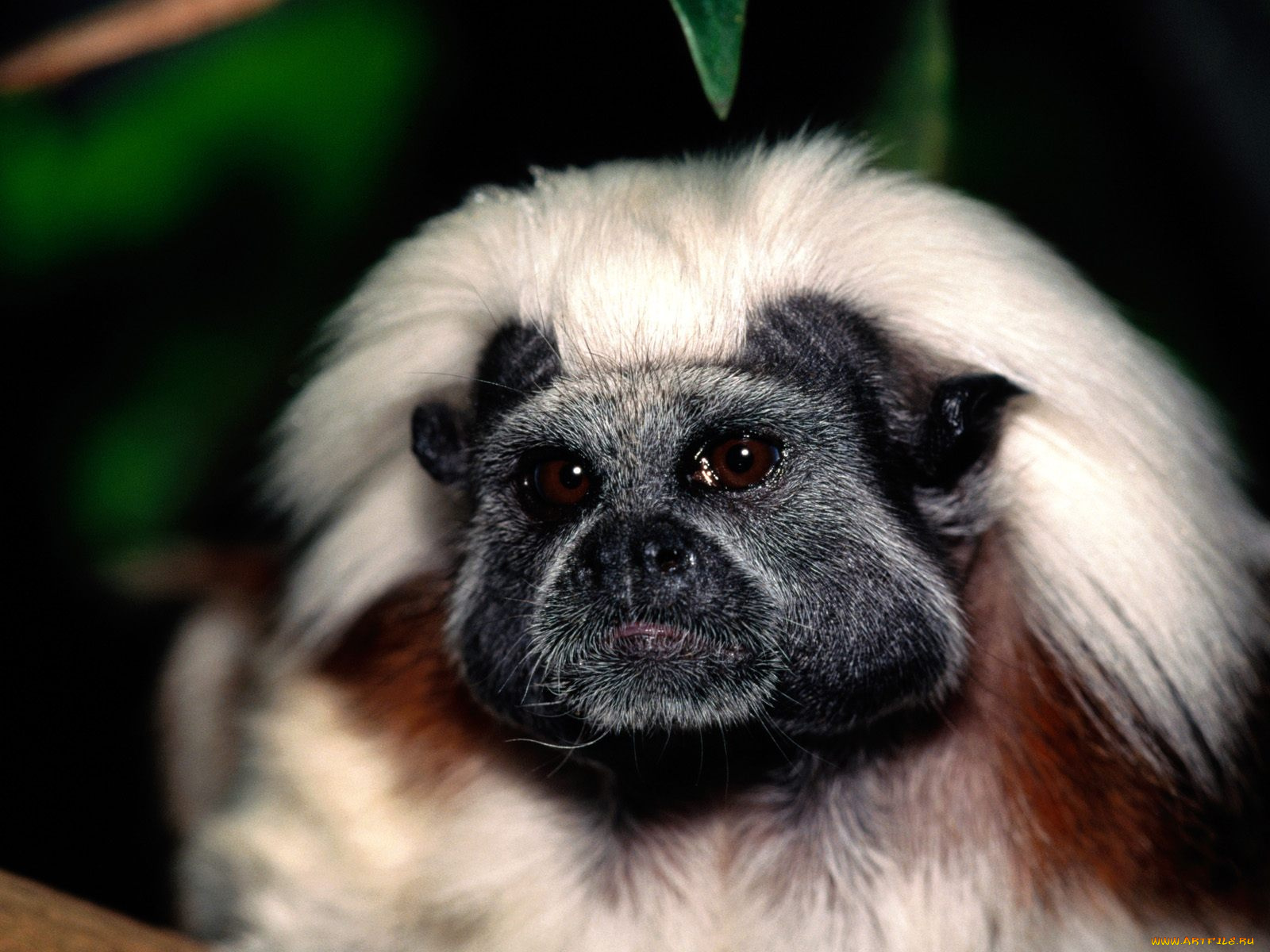 face, only, mom, could, love, cotton, top, tamarin, животные, обезьяны