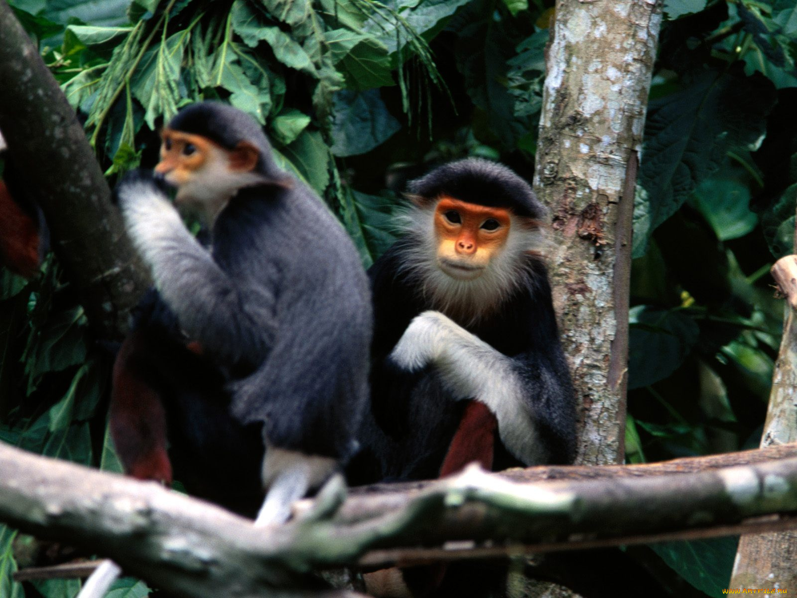 getting, the, gossip, red, shanked, douc, langur, monkey, животные, обезьяны