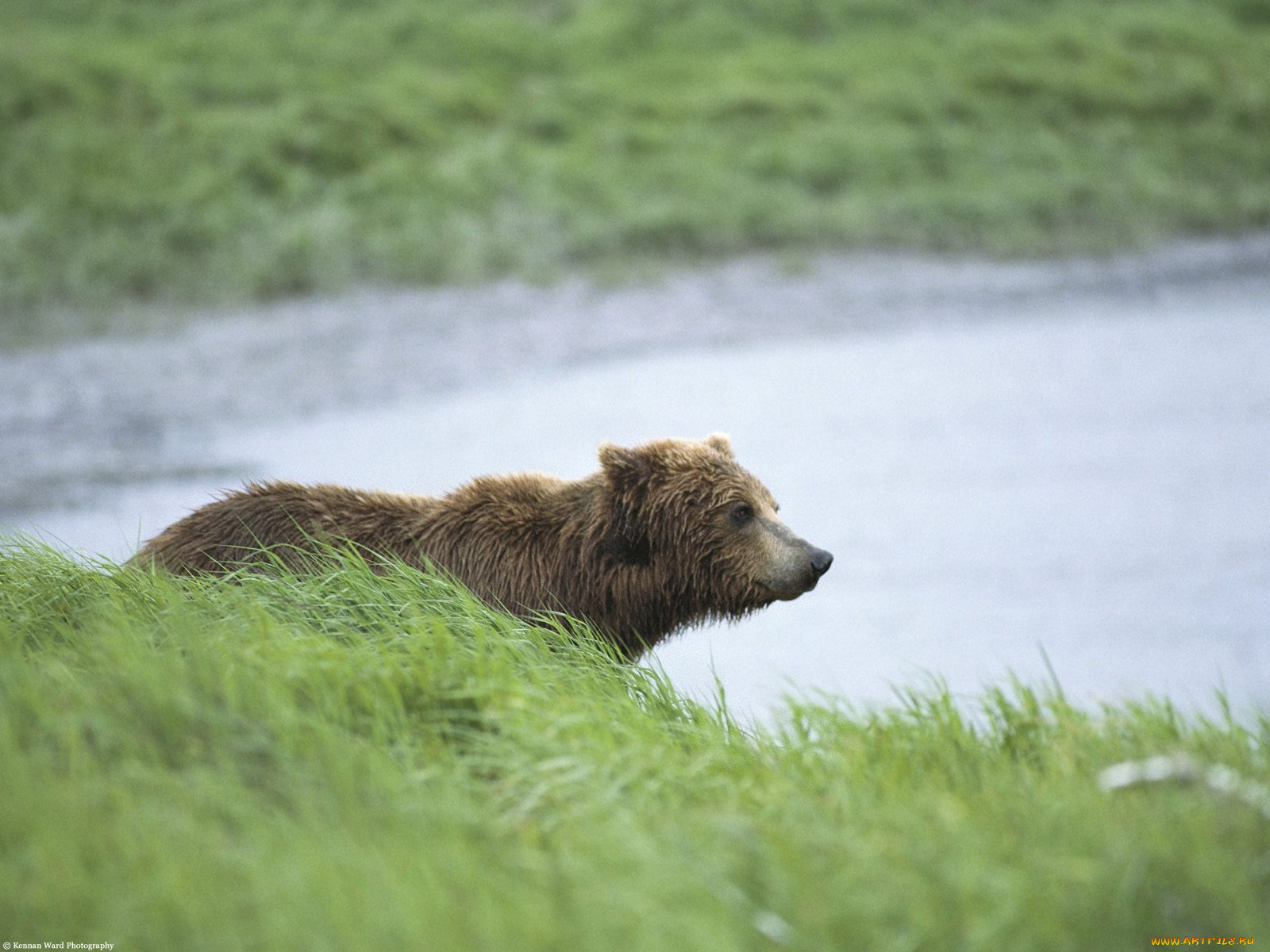 peaceful, moment, brown, bear, alaska, животные, медведи