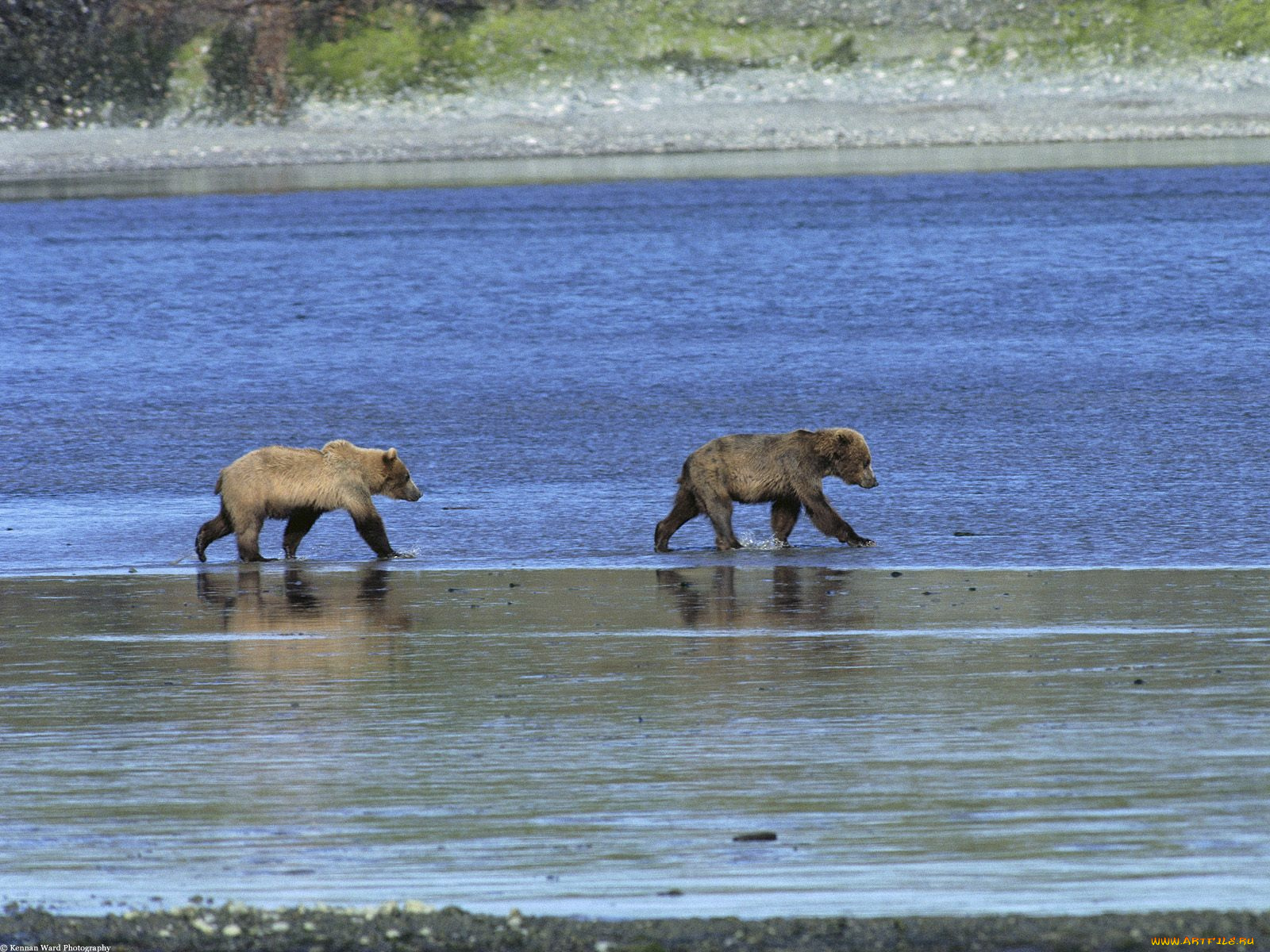 roaming, the, wild, grizzly, bears, животные, медведи