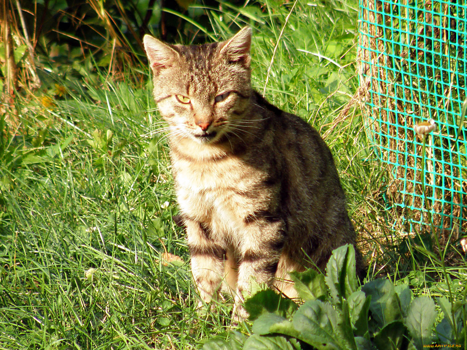 животные, коты