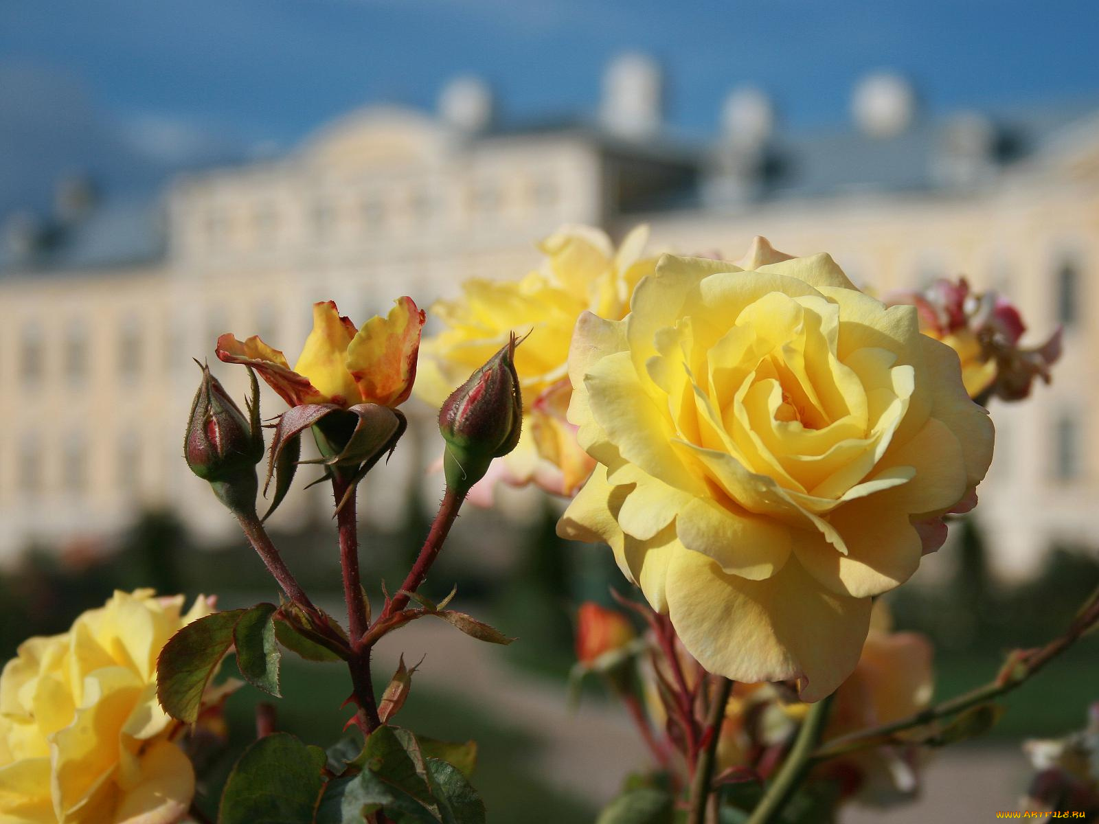 розы, рундальском, парке, латвия, цветы