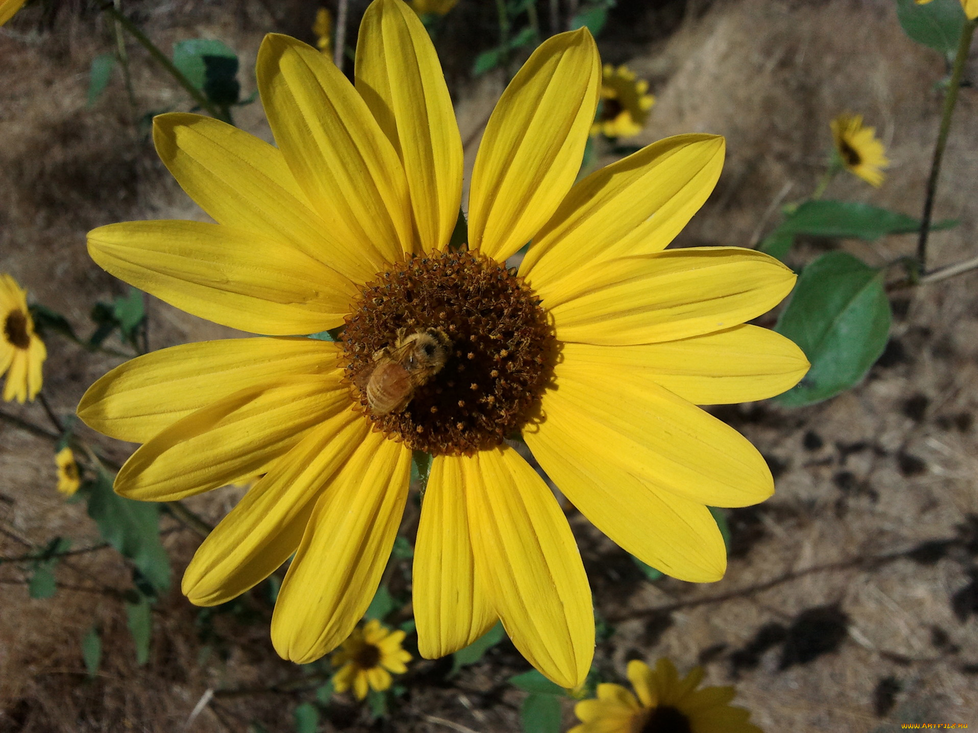 цветы, рудбекия, жёлтые, пчела, лепестки