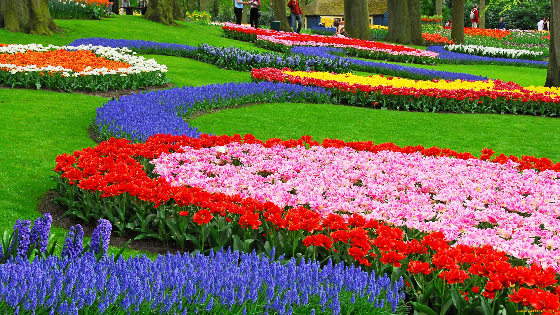 цветы, разные, вместе, парк