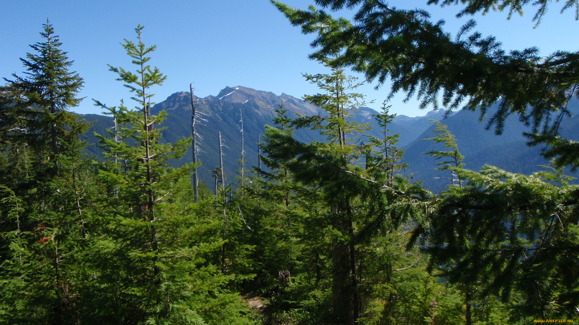 olympic, national, park, природа, деревья, ель, заповедник