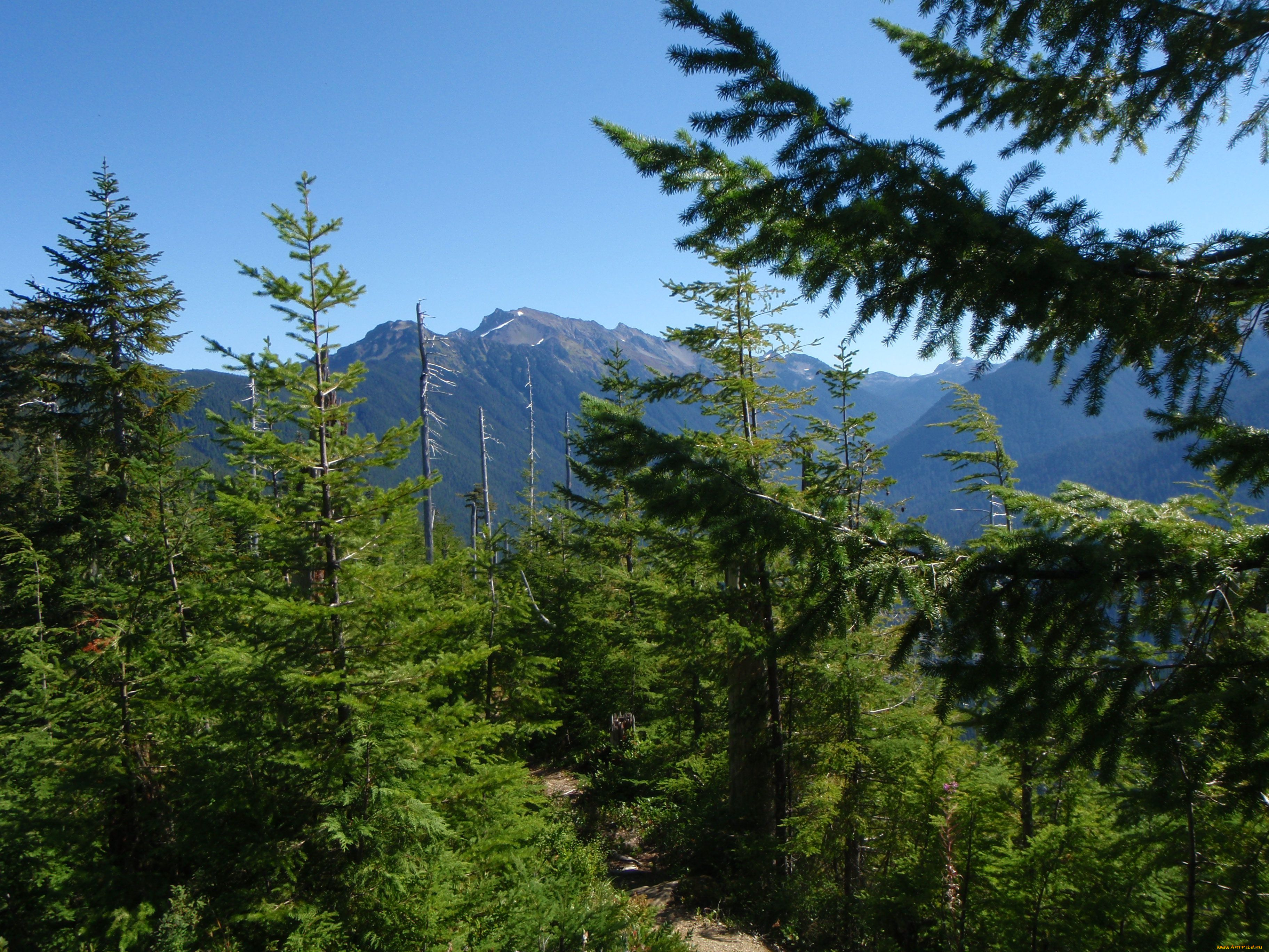 olympic, national, park, природа, деревья, ель, заповедник