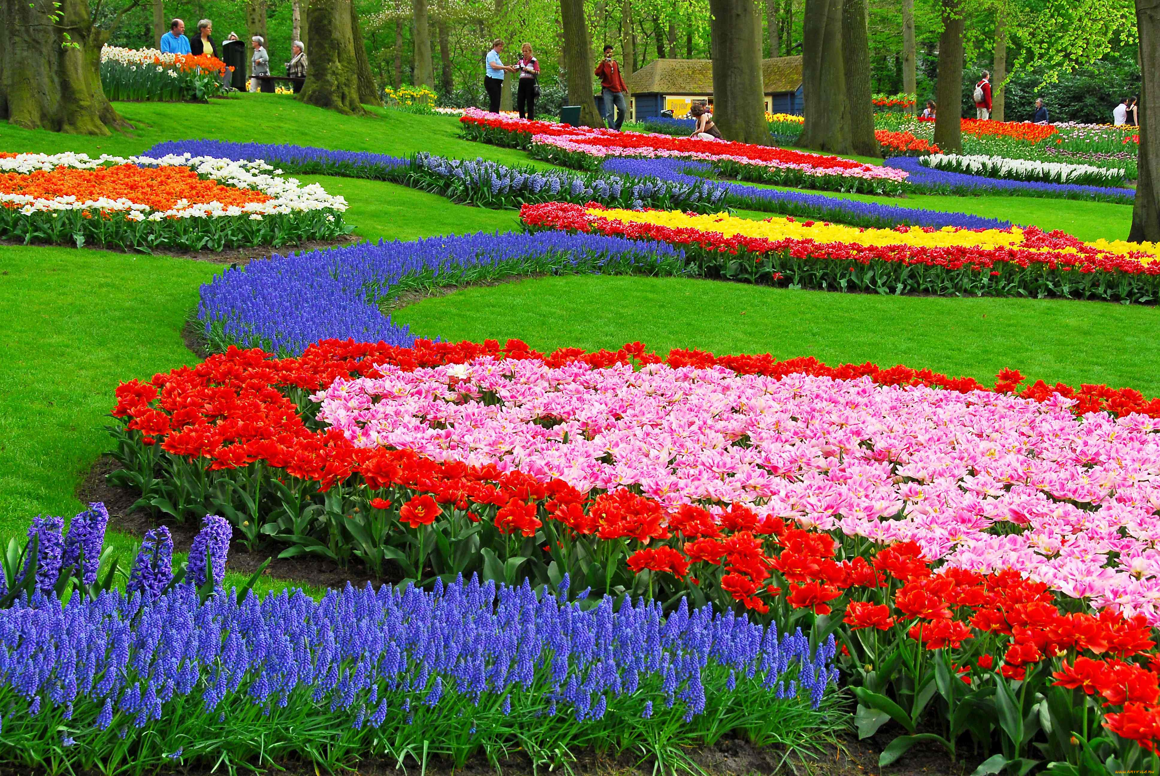 цветы, разные, вместе, парк